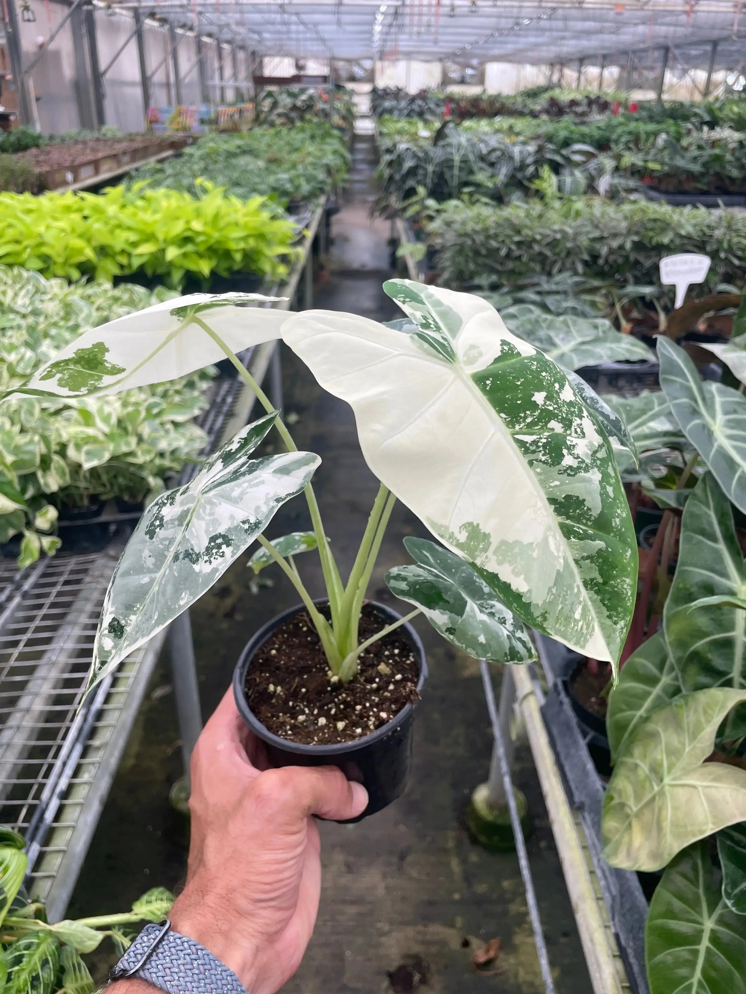 Alocasia Frydek Variegated – Live Houseplant (4