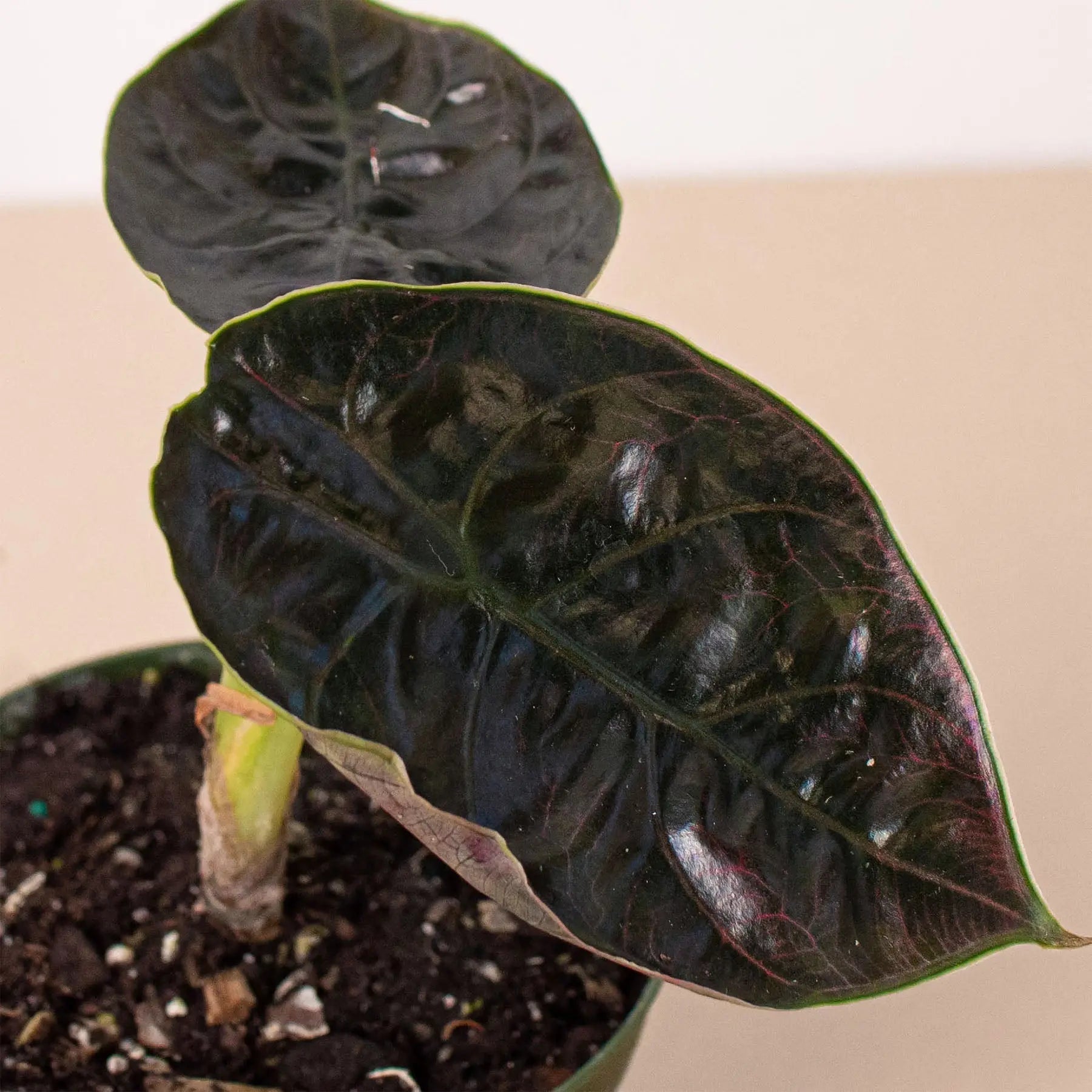 Alocasia 'Red Mambo' - 4