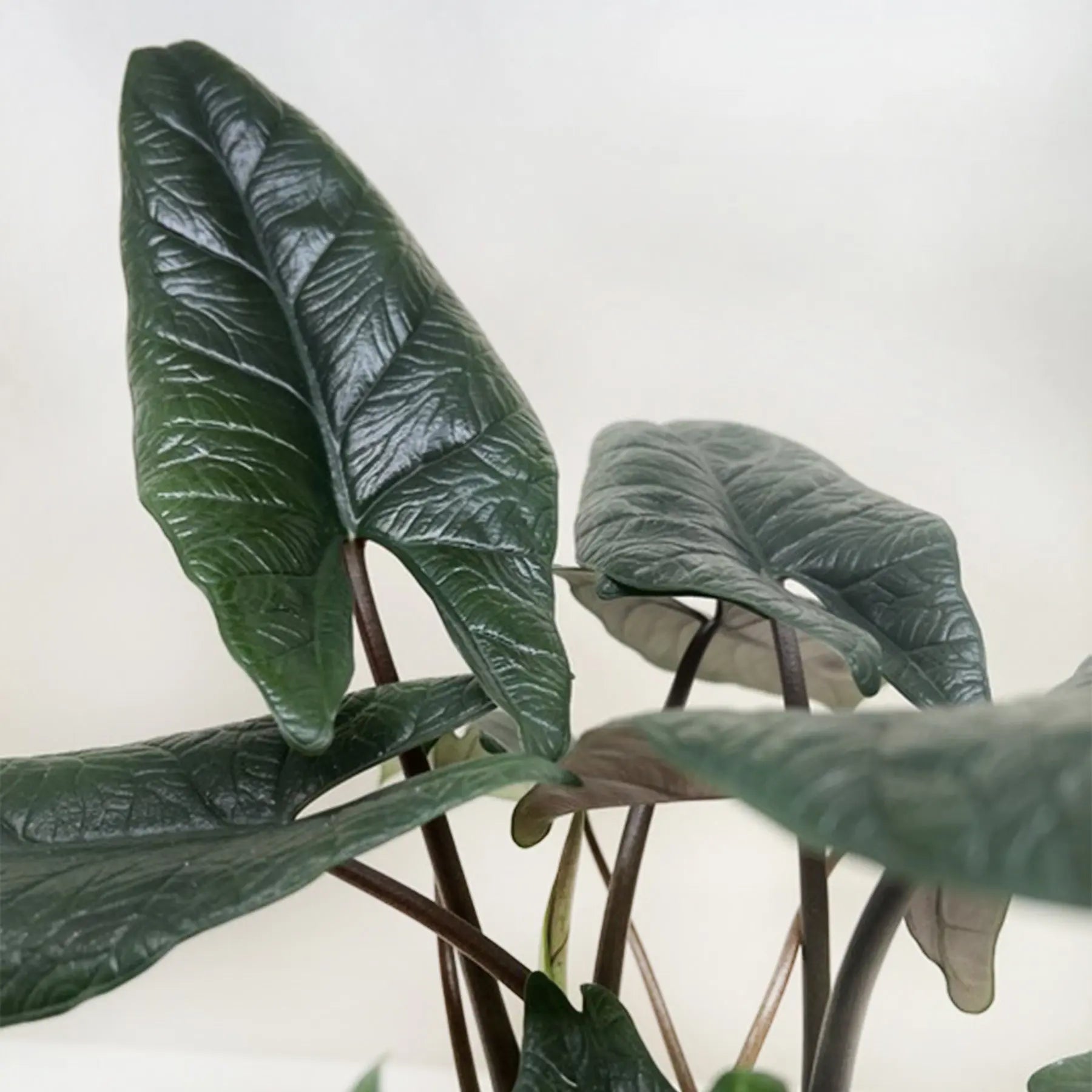 Alocasia 'Scalprum'