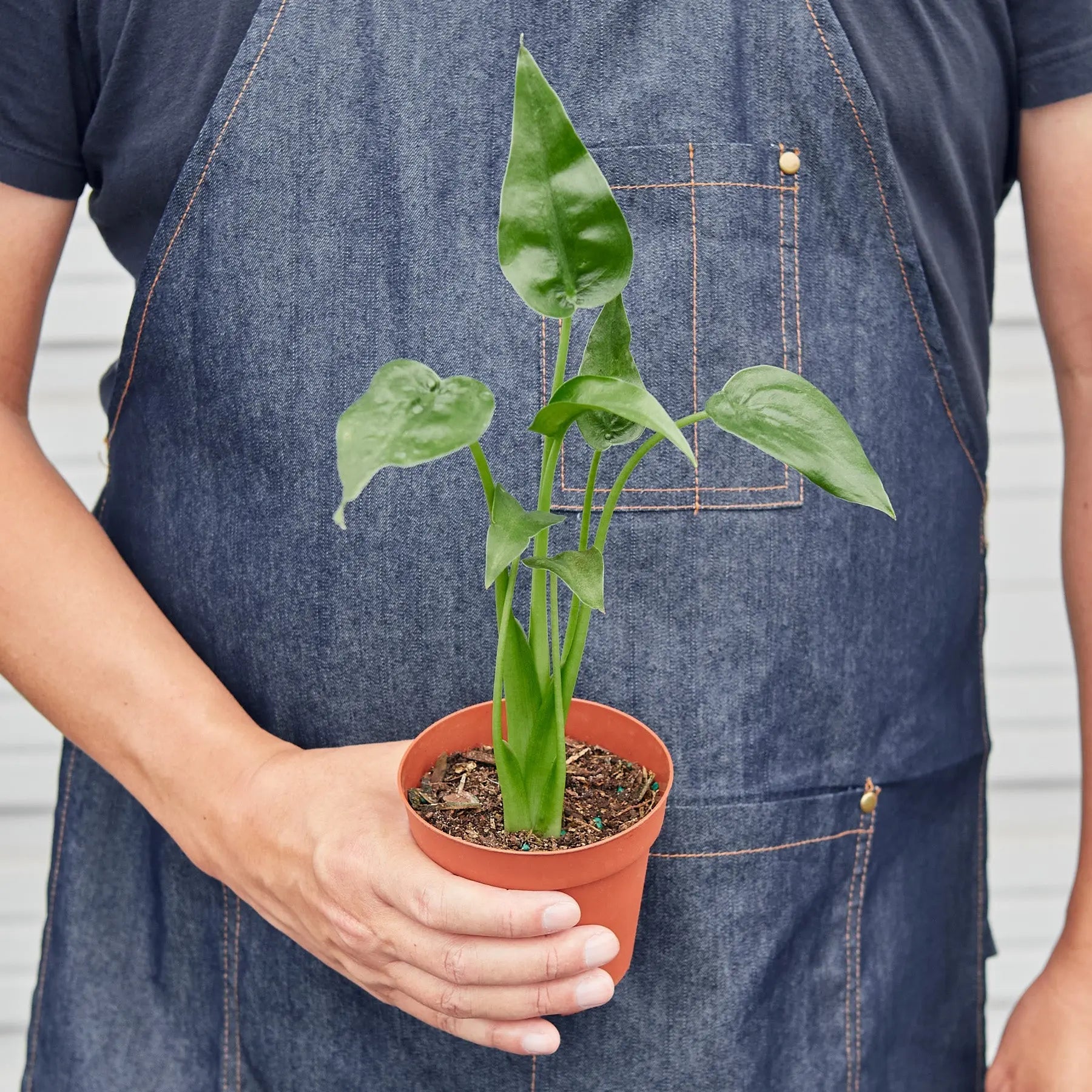 Alocasia 'Tiny Dancer' - 4