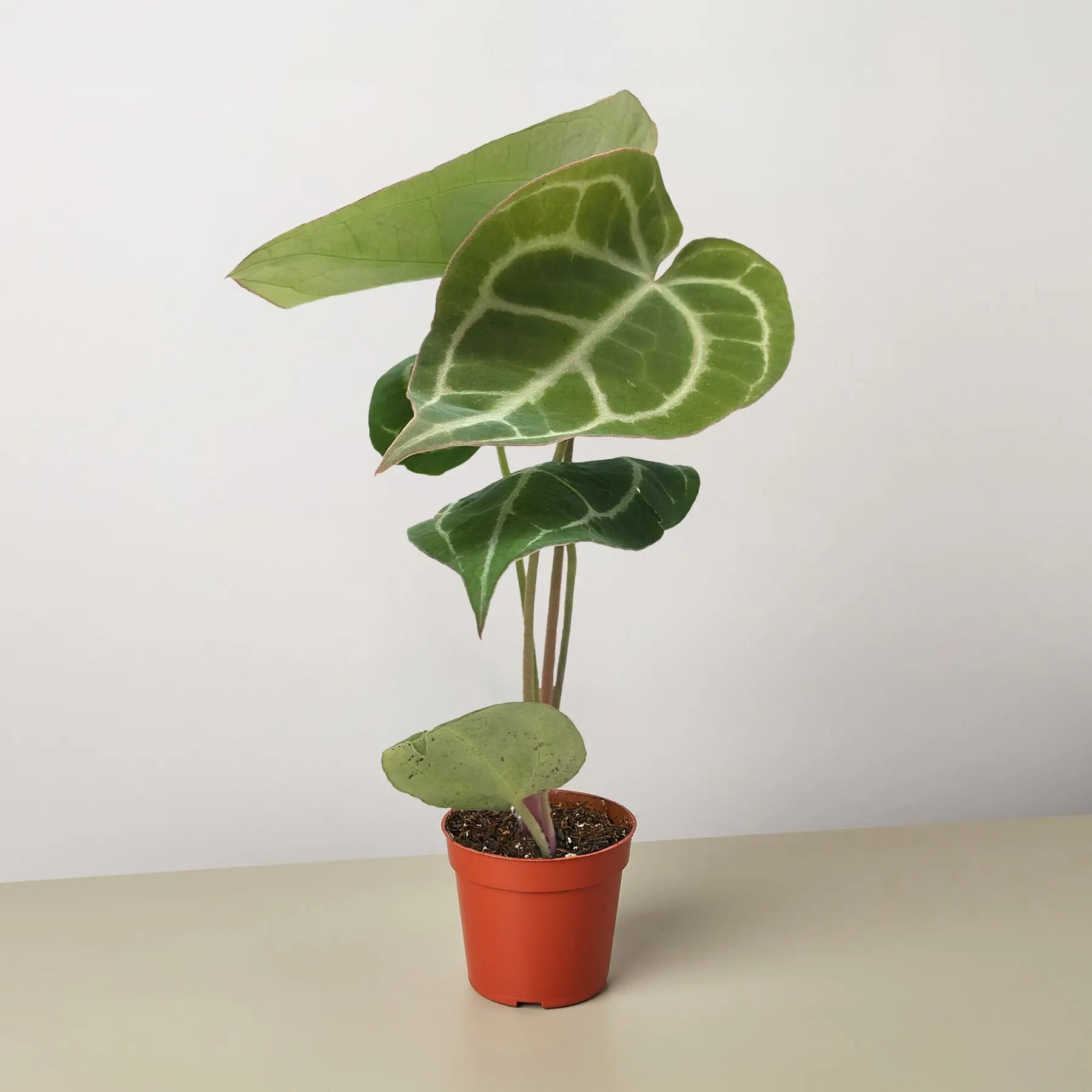 Anthurium Crystallinum