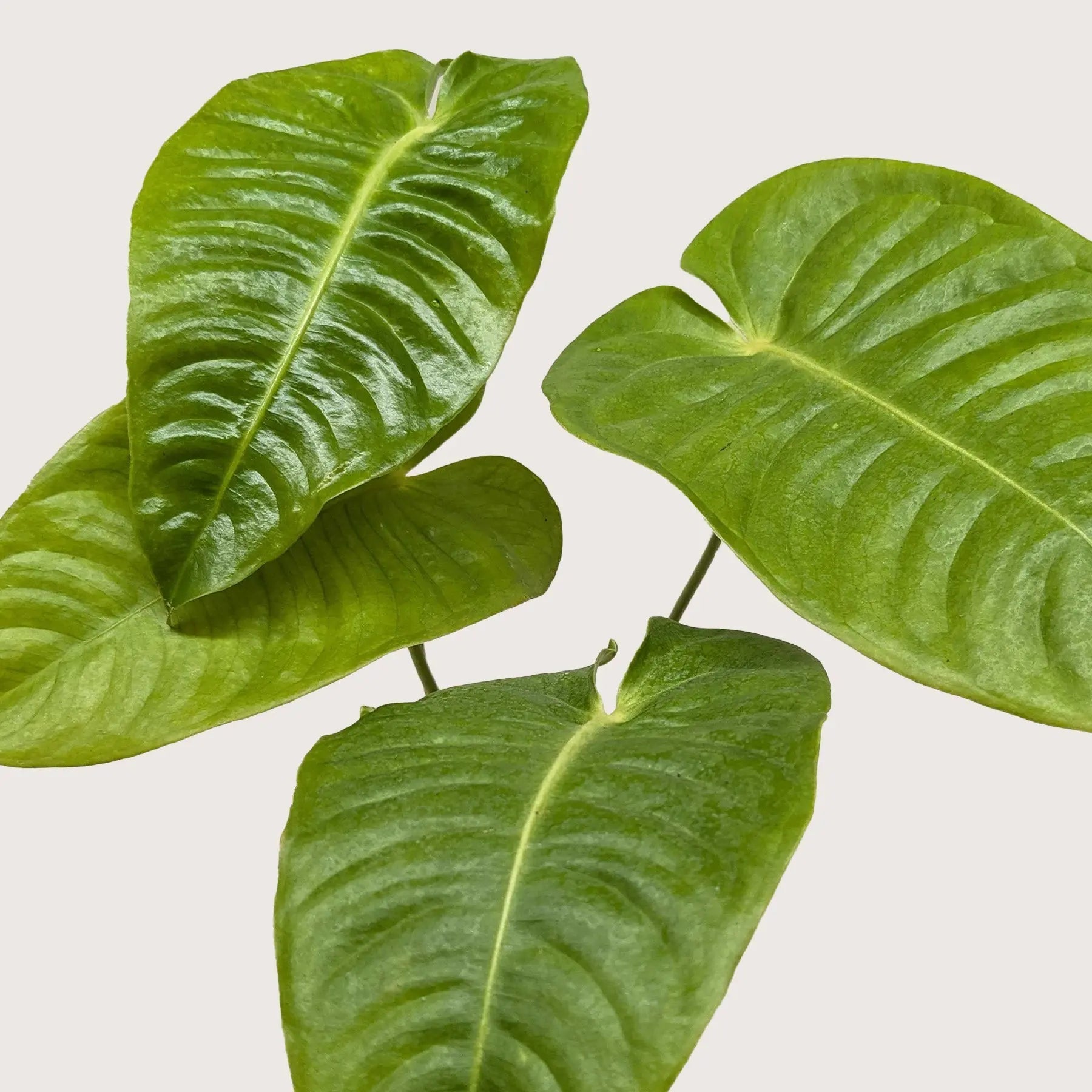 Anthurium 'Veitchii'