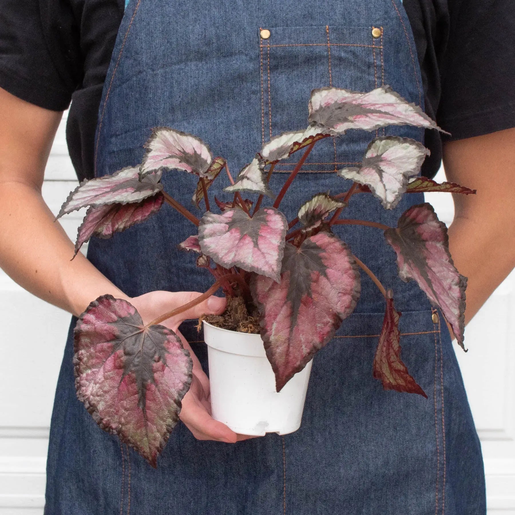 Begonia 'Rex' - 4