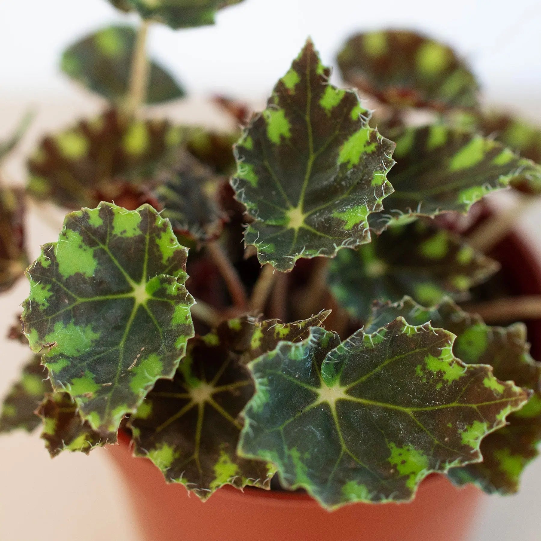 Begonia Tiger Paws - 4