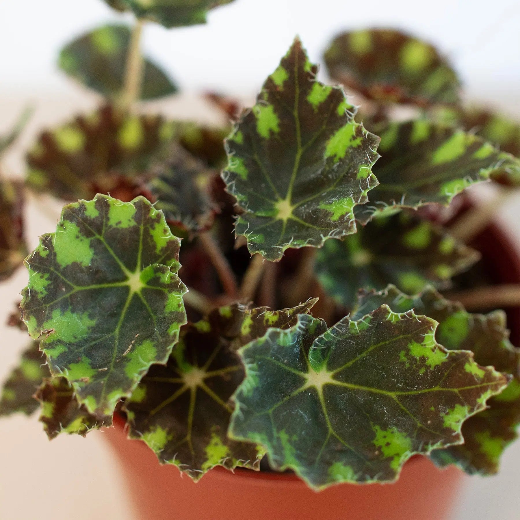 Begonia Tiger Paws - 6