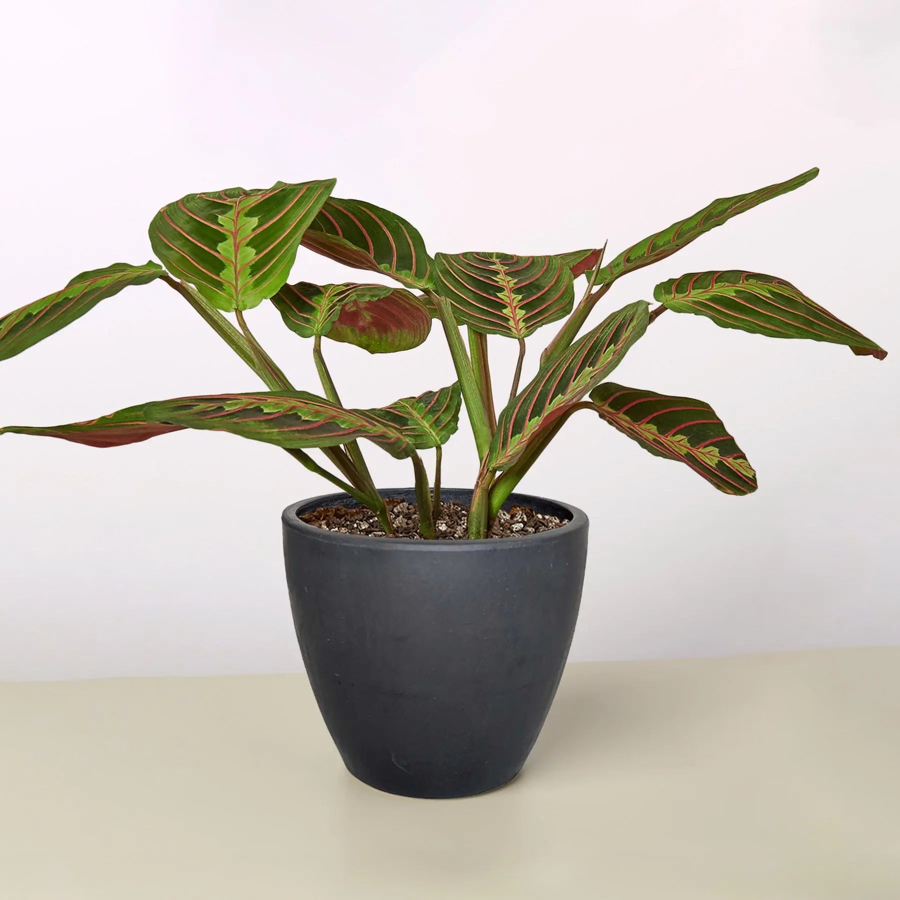 Maranta 'Red Prayer'