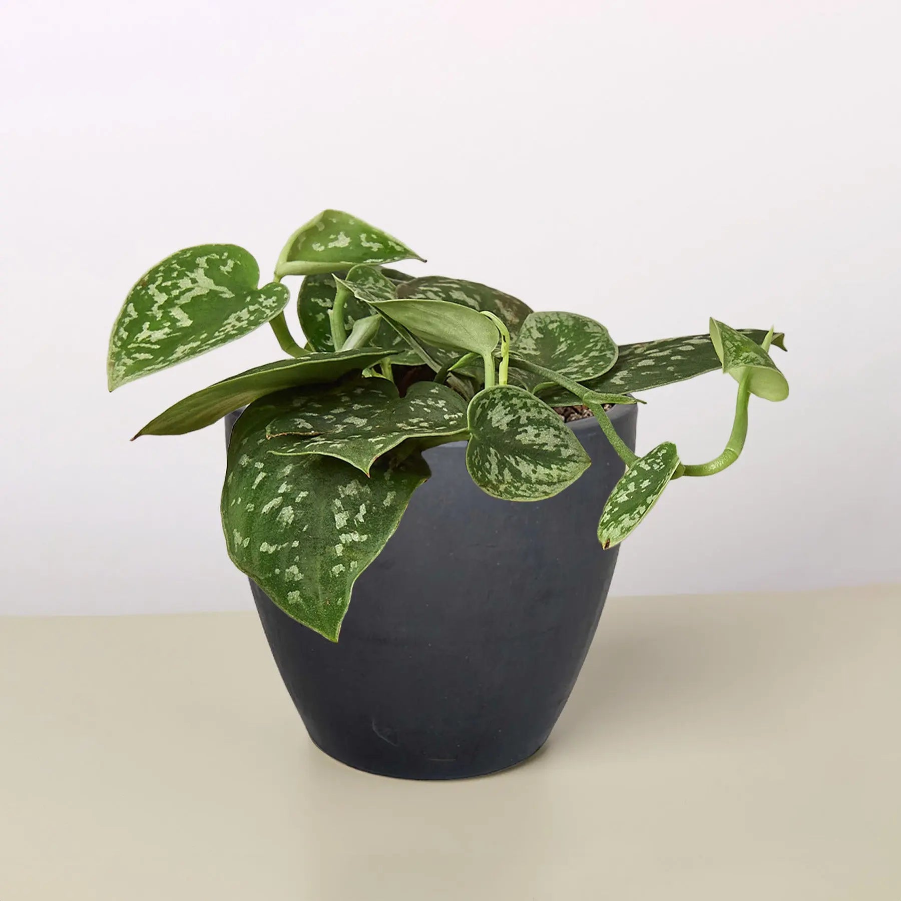 baby ate pothos plant Pothos 'Satin'