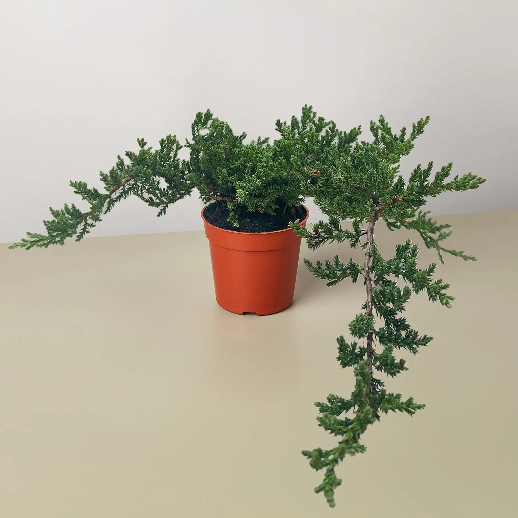 Bonsai Juniper