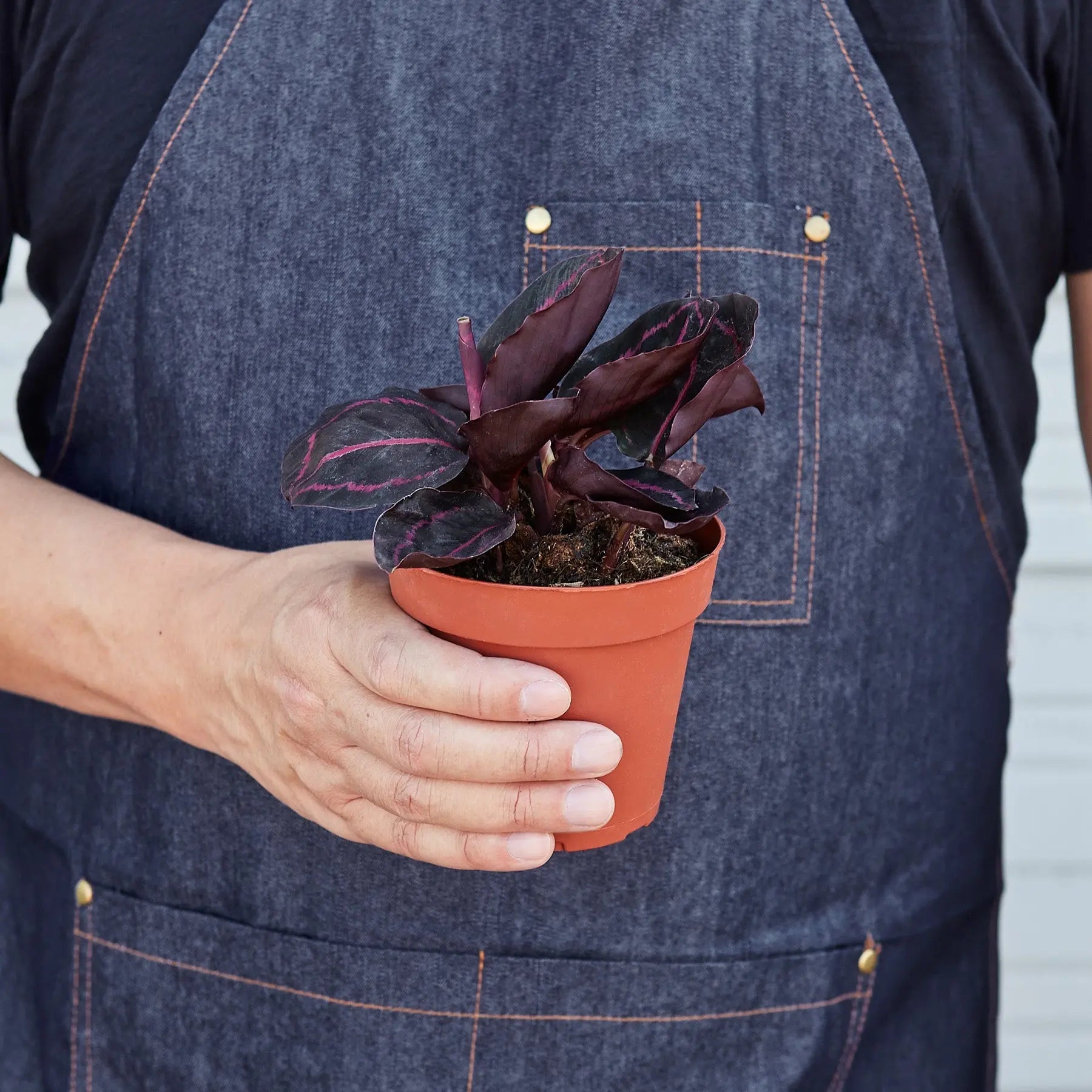 Calathea 'Dottie'