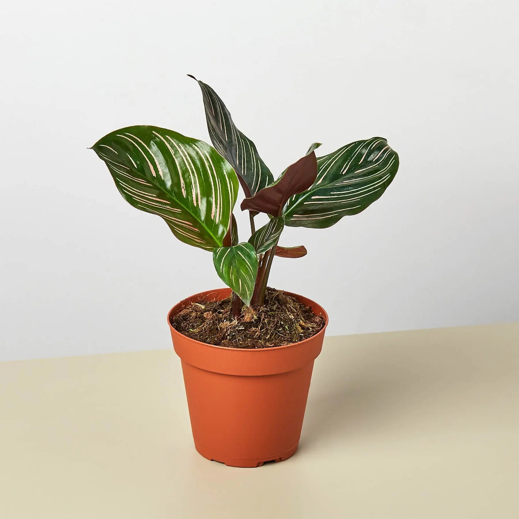 Calathea 'Ornata' – Jenny's Gift Baskets