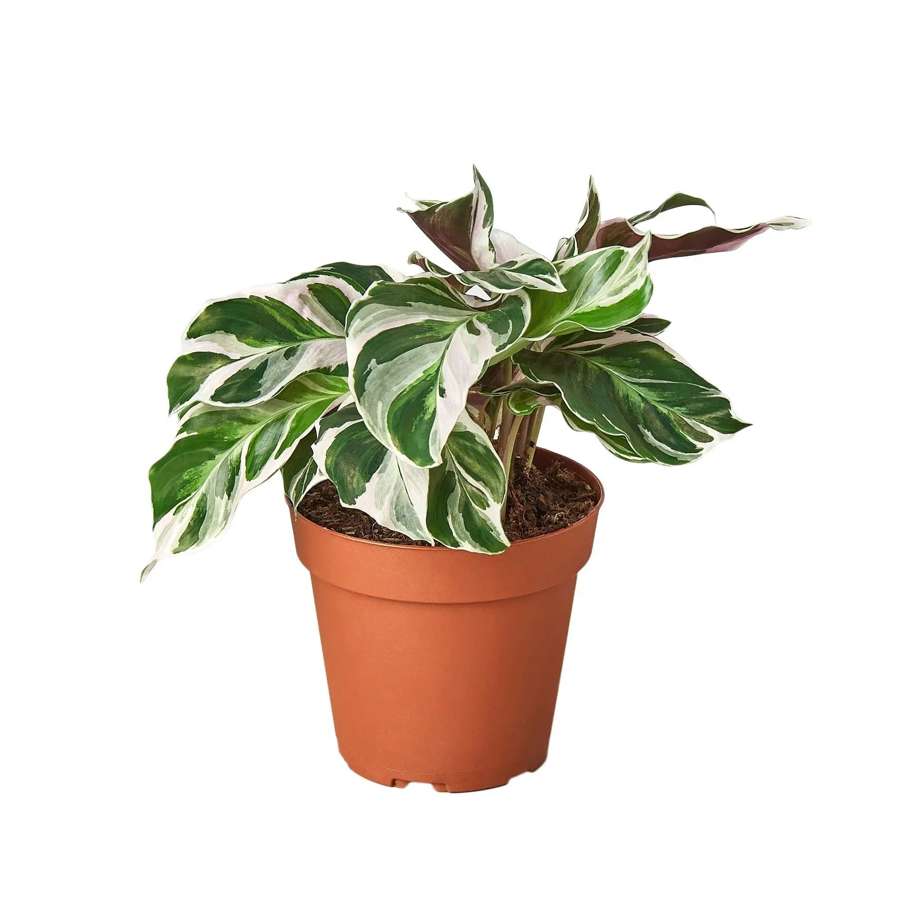 Calathea 'White Fusion' - 4