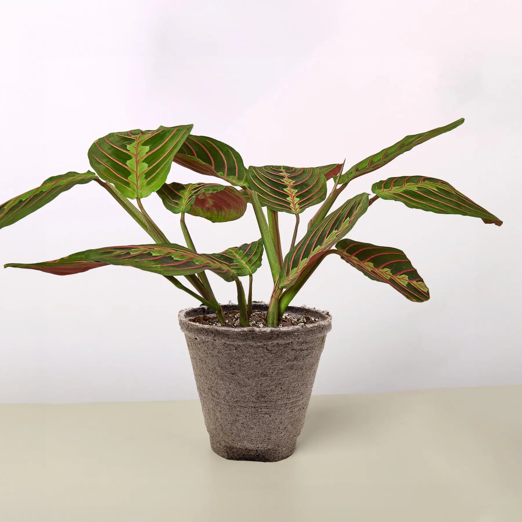 Maranta 'Red Prayer'