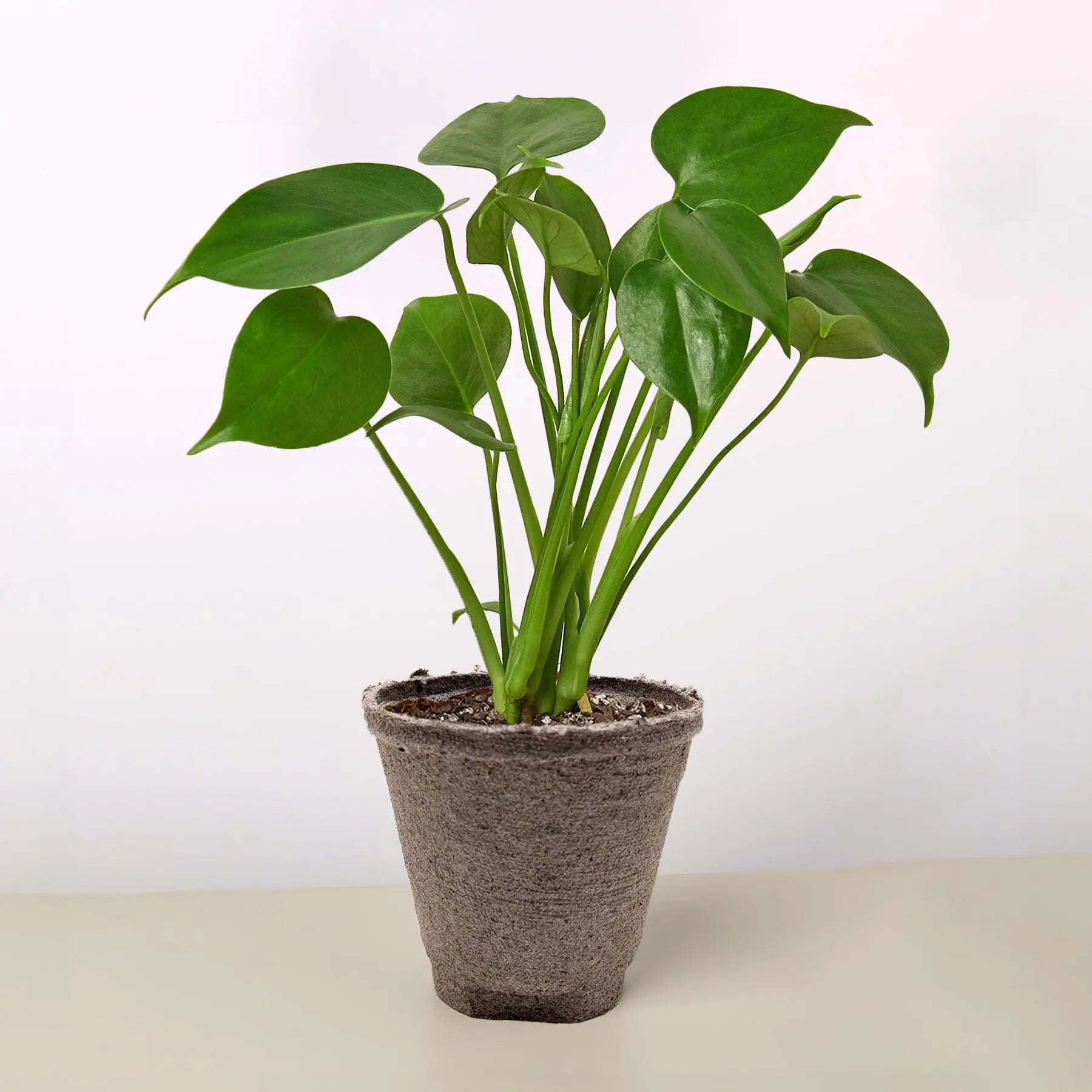 Cow Pot