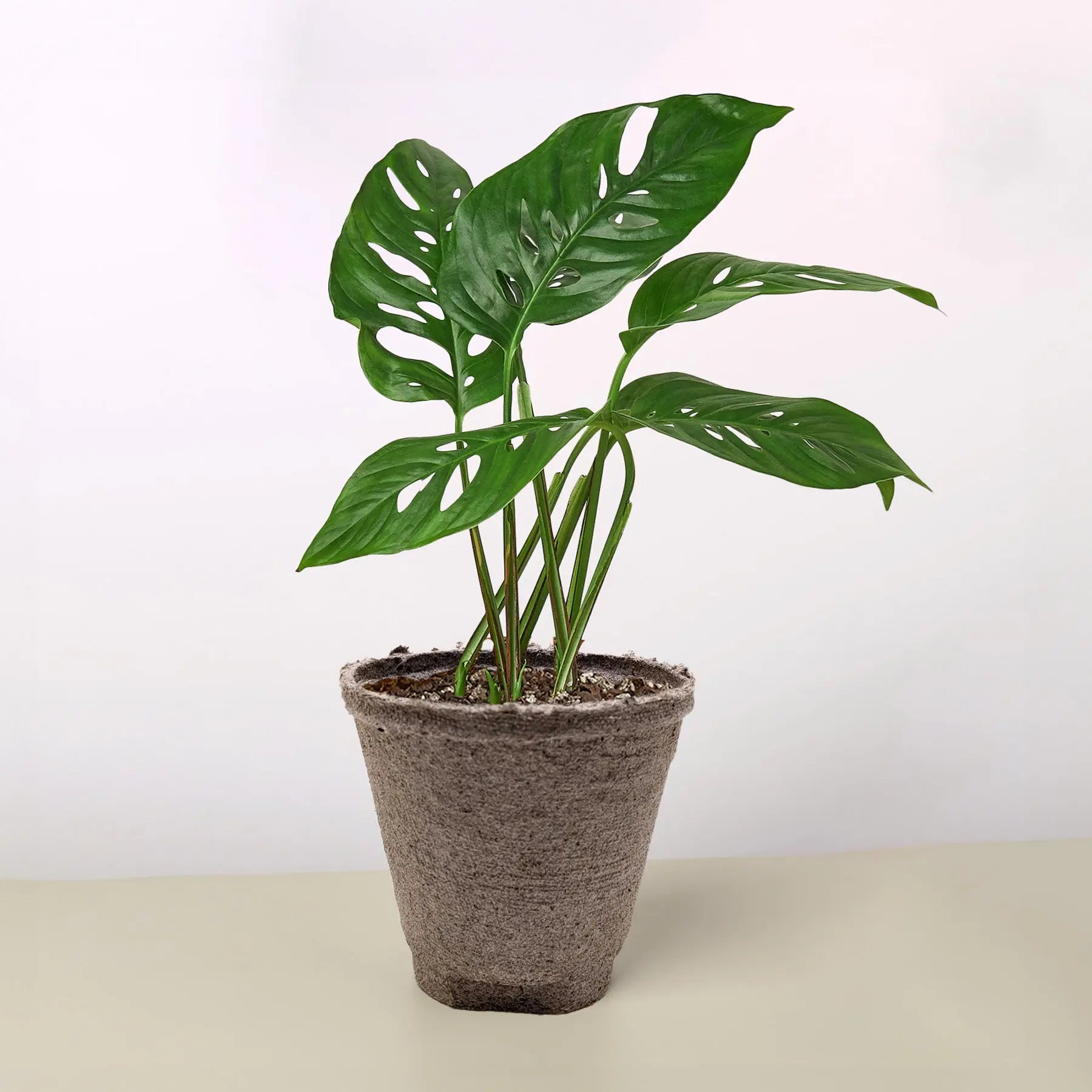 Monstera Adansonii 'Swiss Cheese'