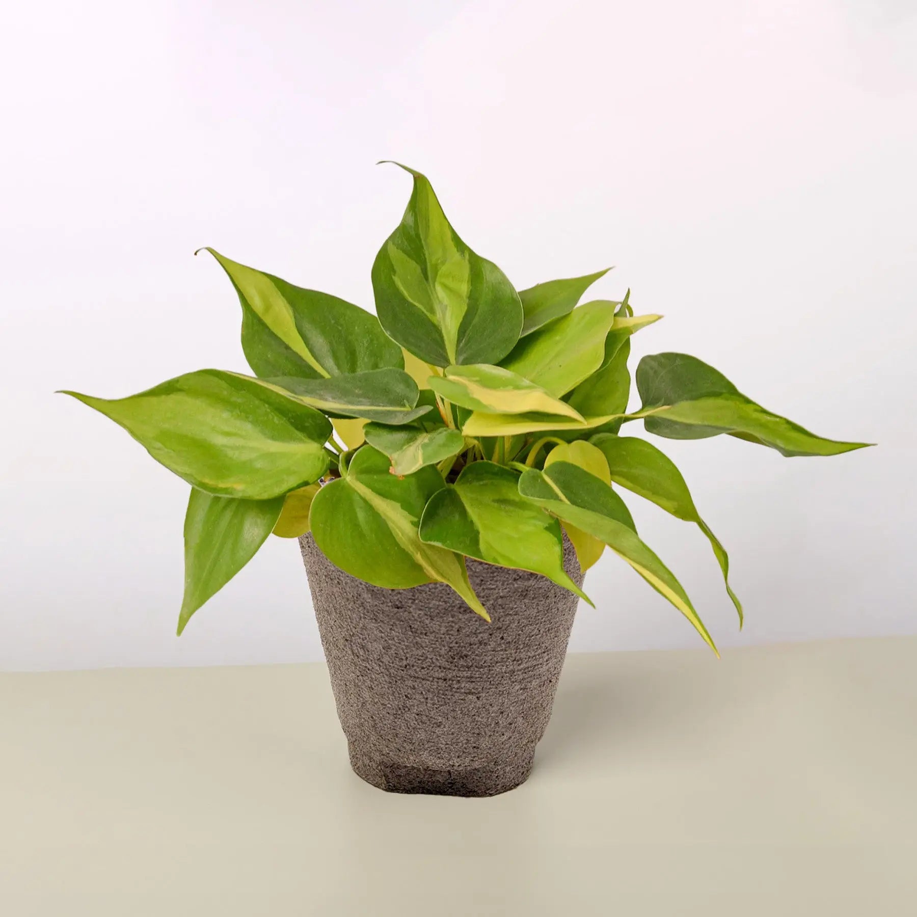 Philodendron 'Brasil'