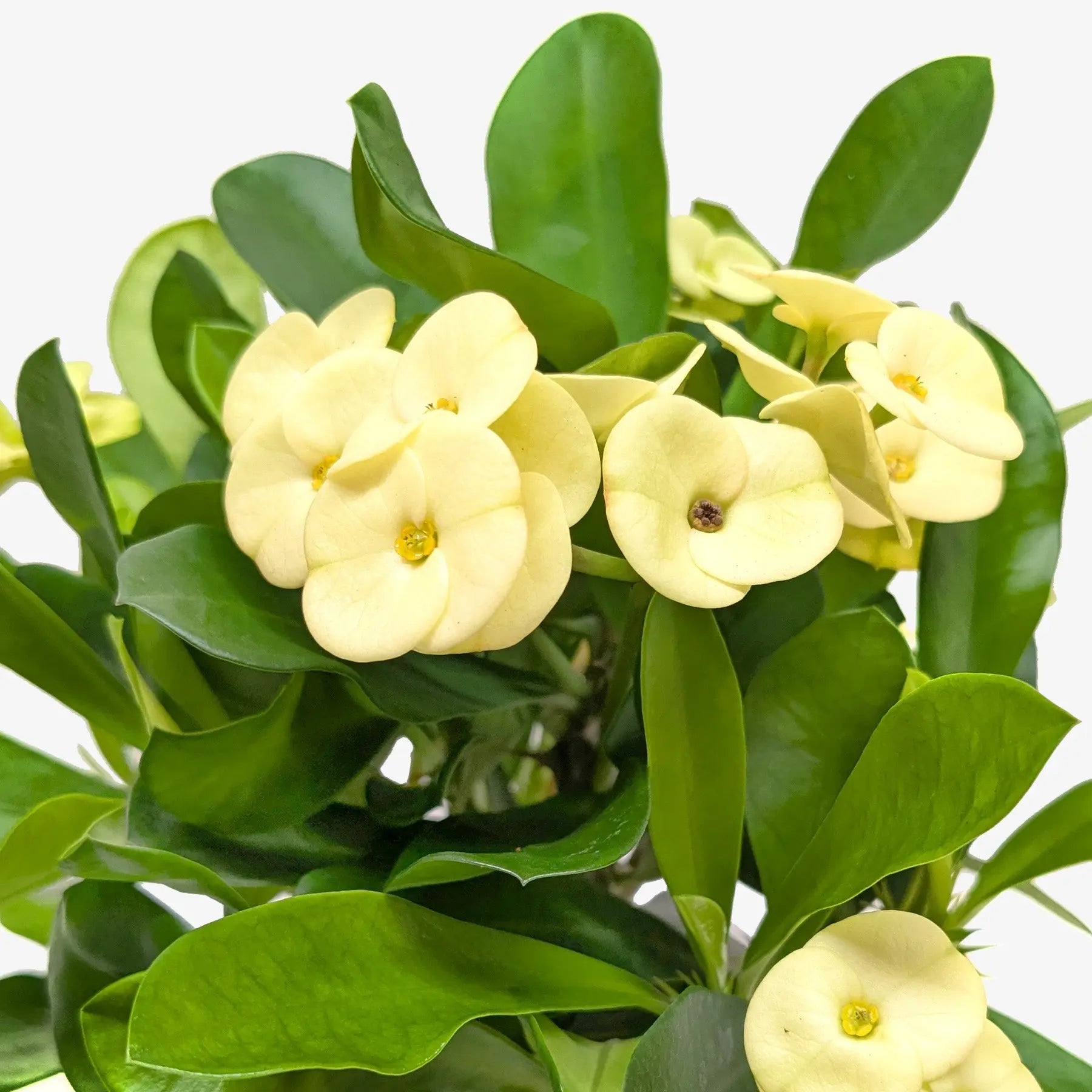 Crown of Thorns