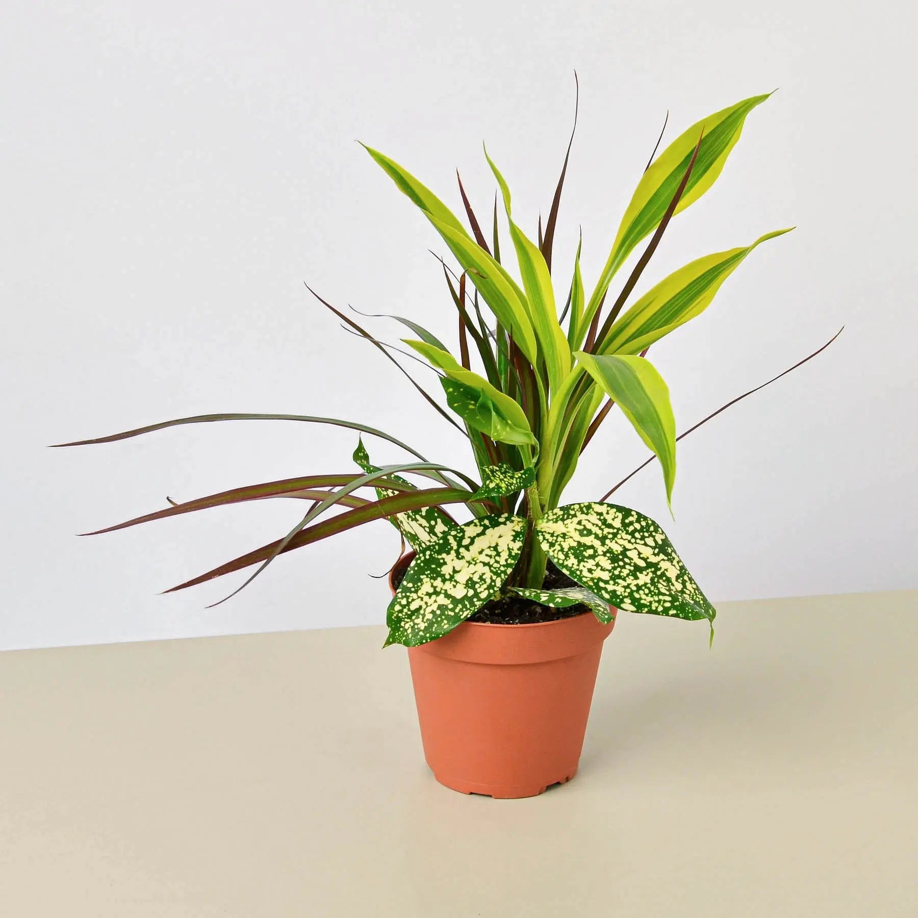 Dracaena 'Combo'