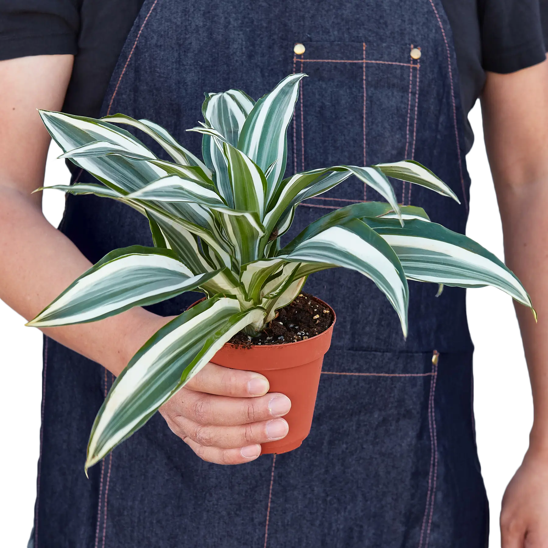 Dracaena 'Warneckii White Jewel'