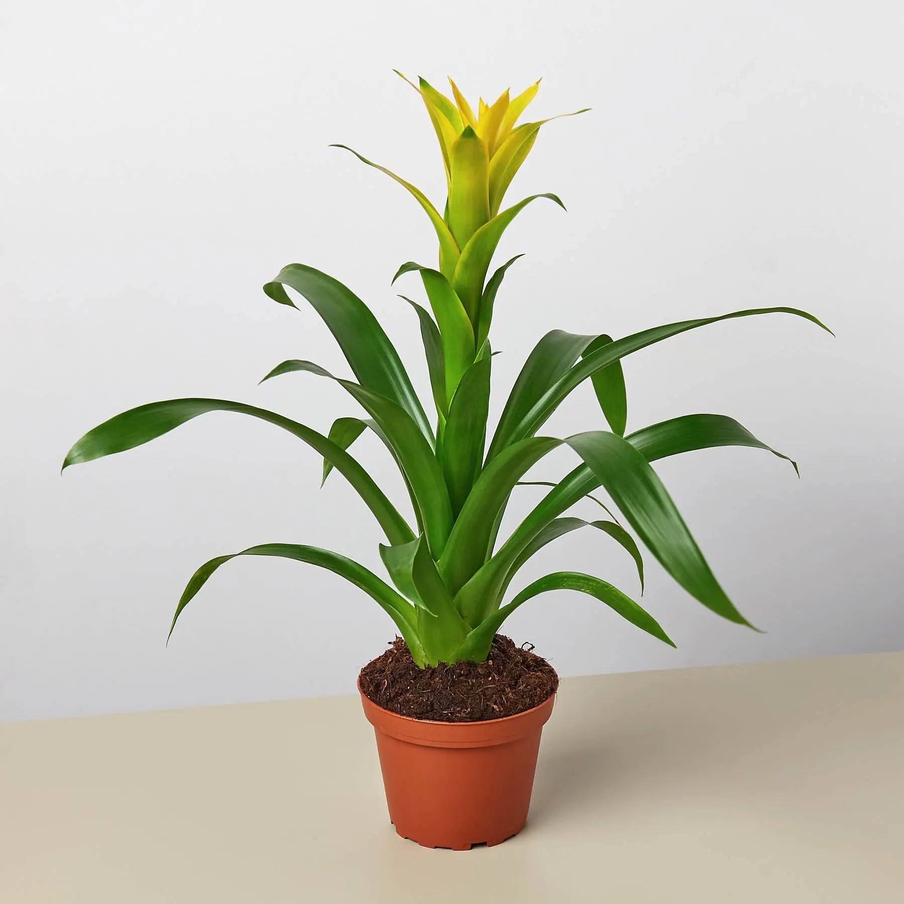 Bromeliad Guzmania 'Yellow' - 4