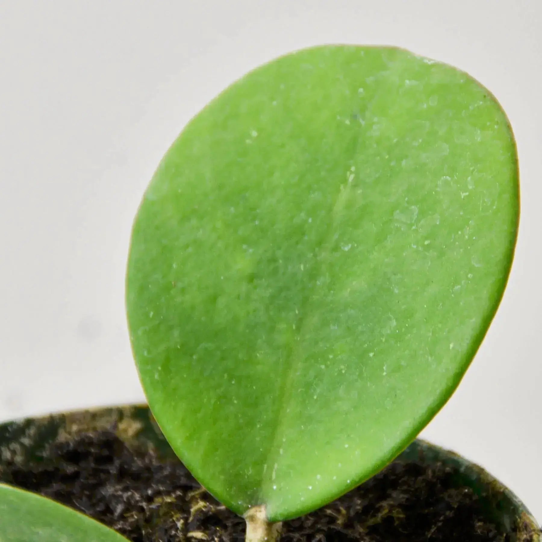 Hoya Obovata – Wax Plant | Live Tropical Houseplant