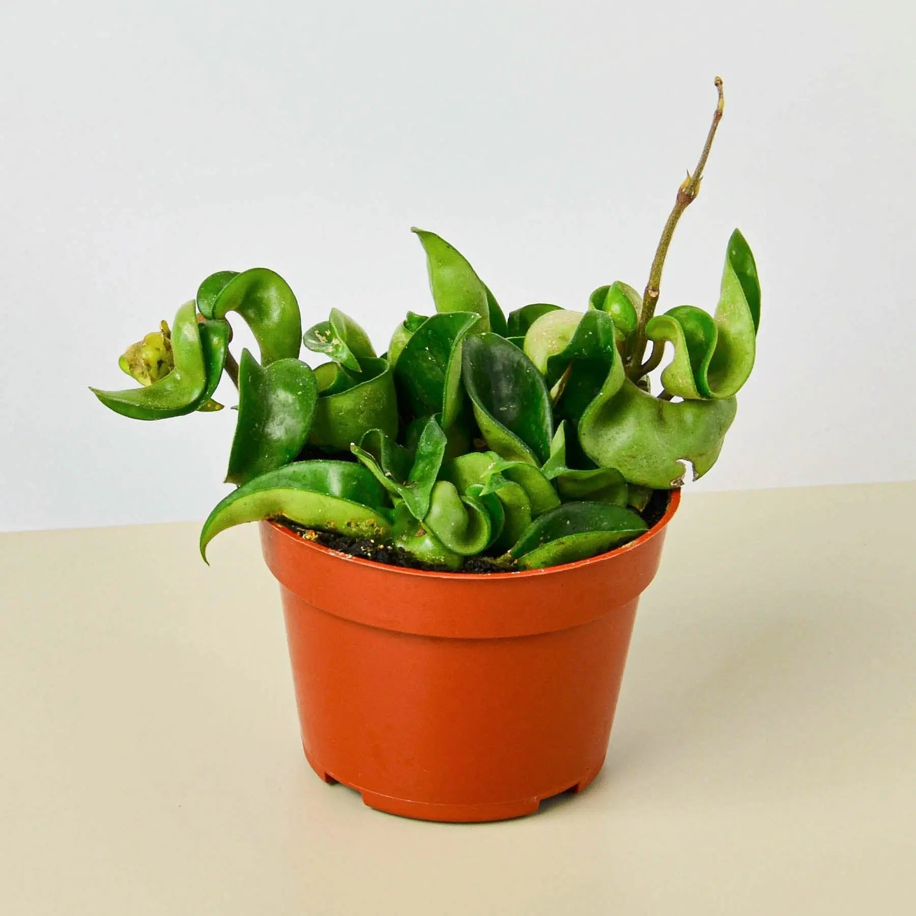 Hoya Rope Plant