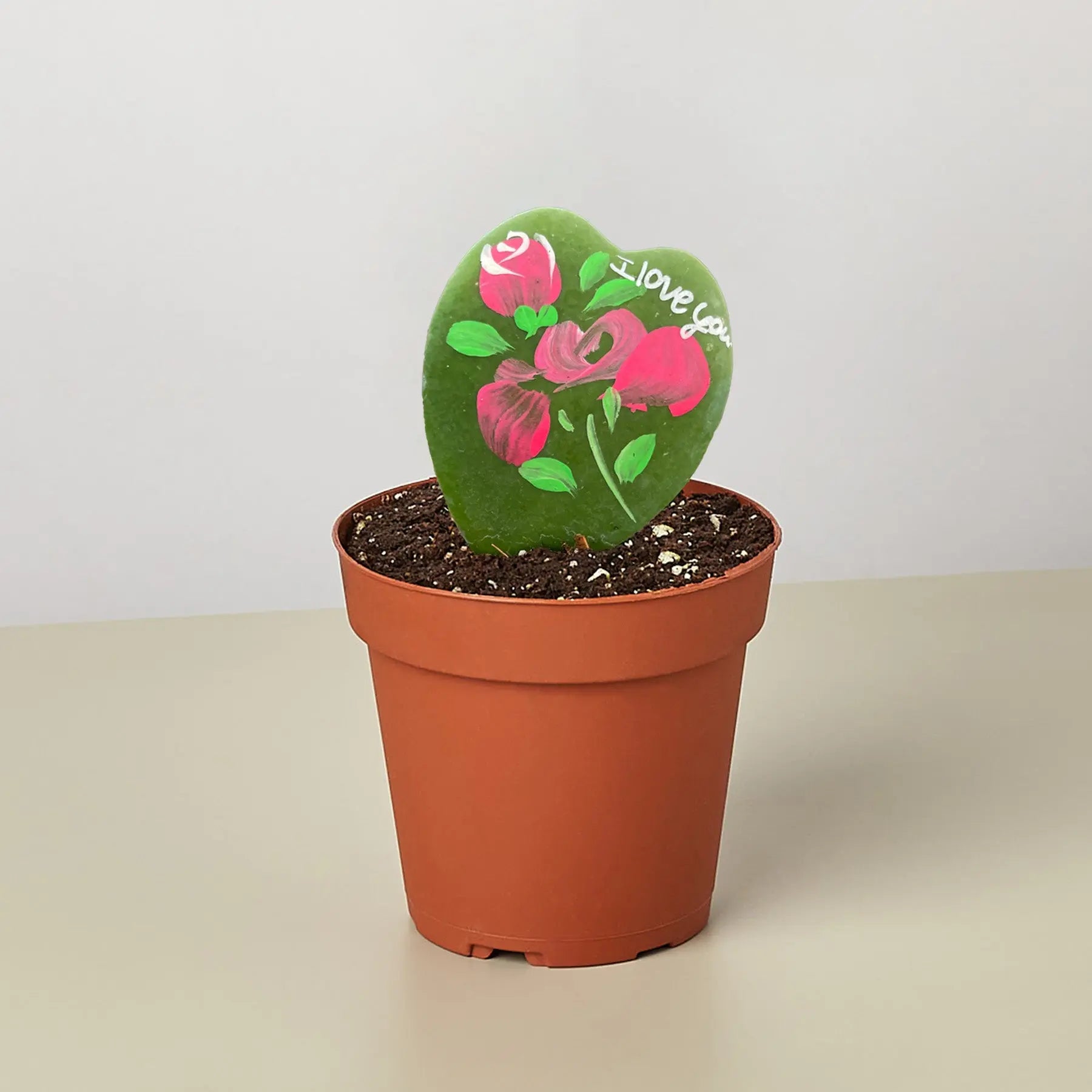 Hoya Heart - 
