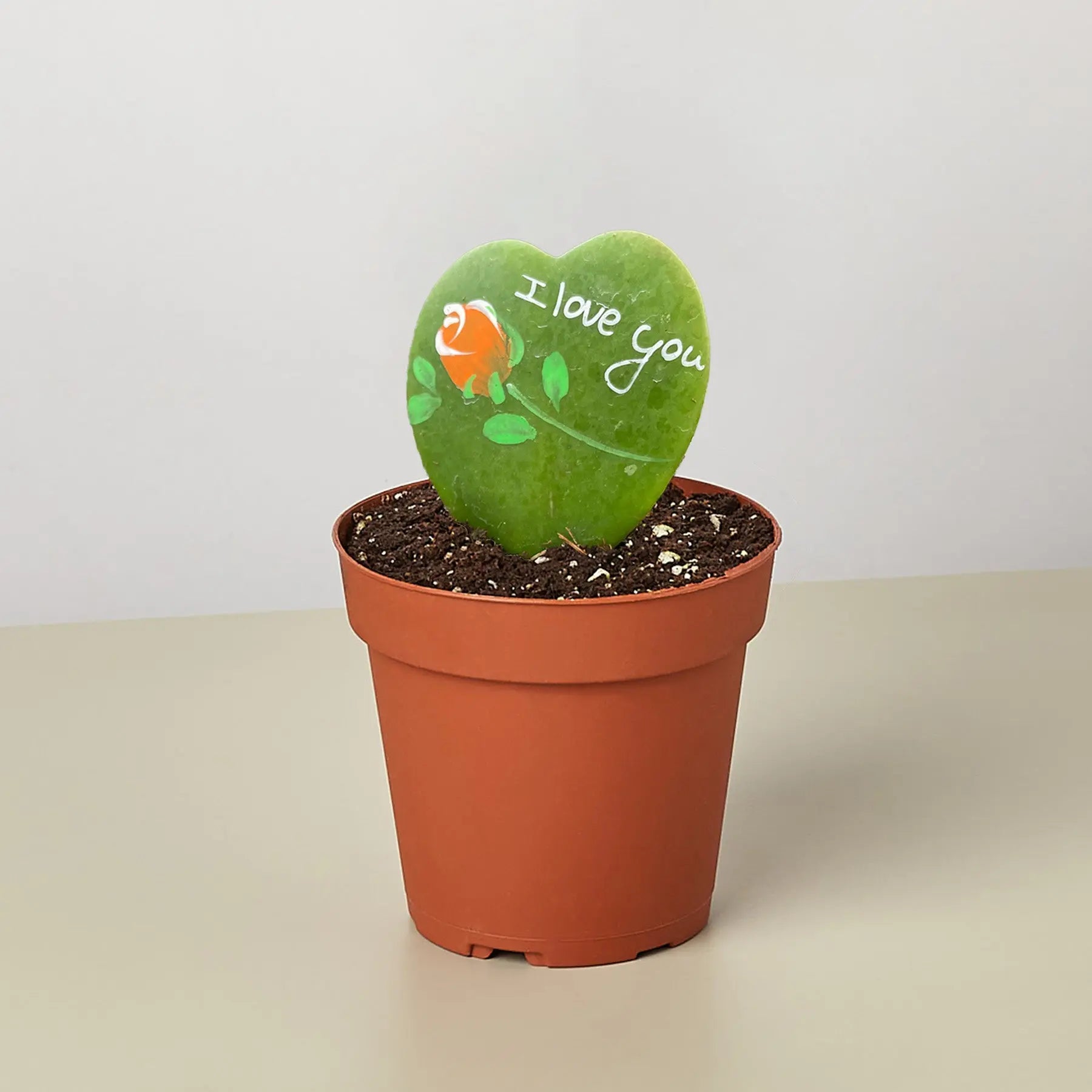 Hoya Heart - 