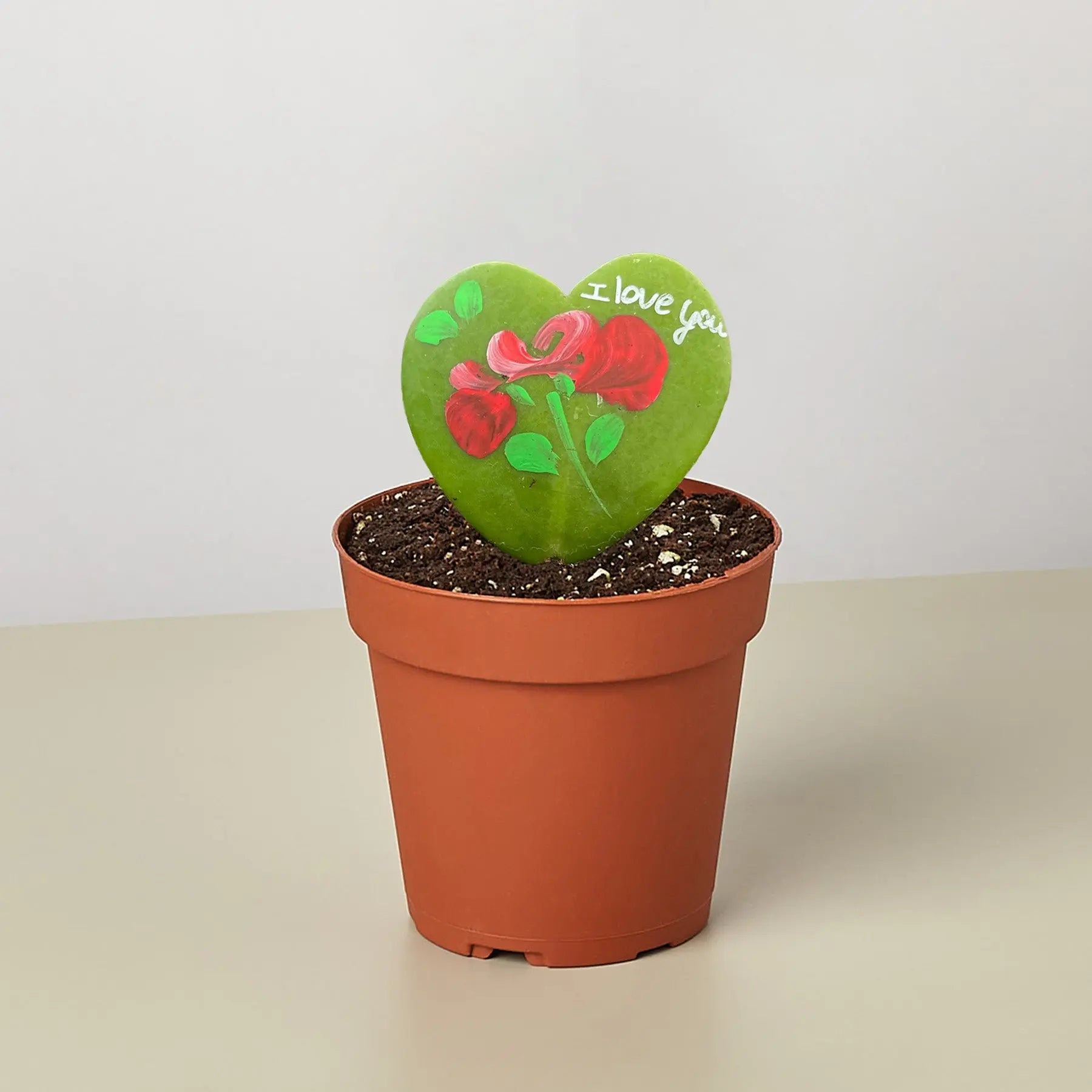 Hoya Heart - 
