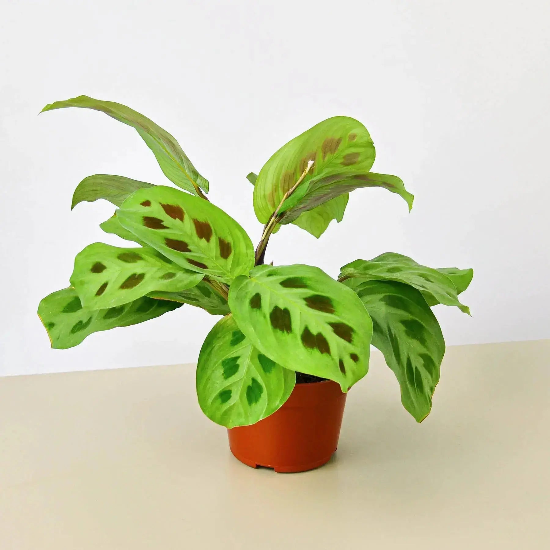 Prayer Plant (Maranta Leuconeura) – Live Indoor Houseplant