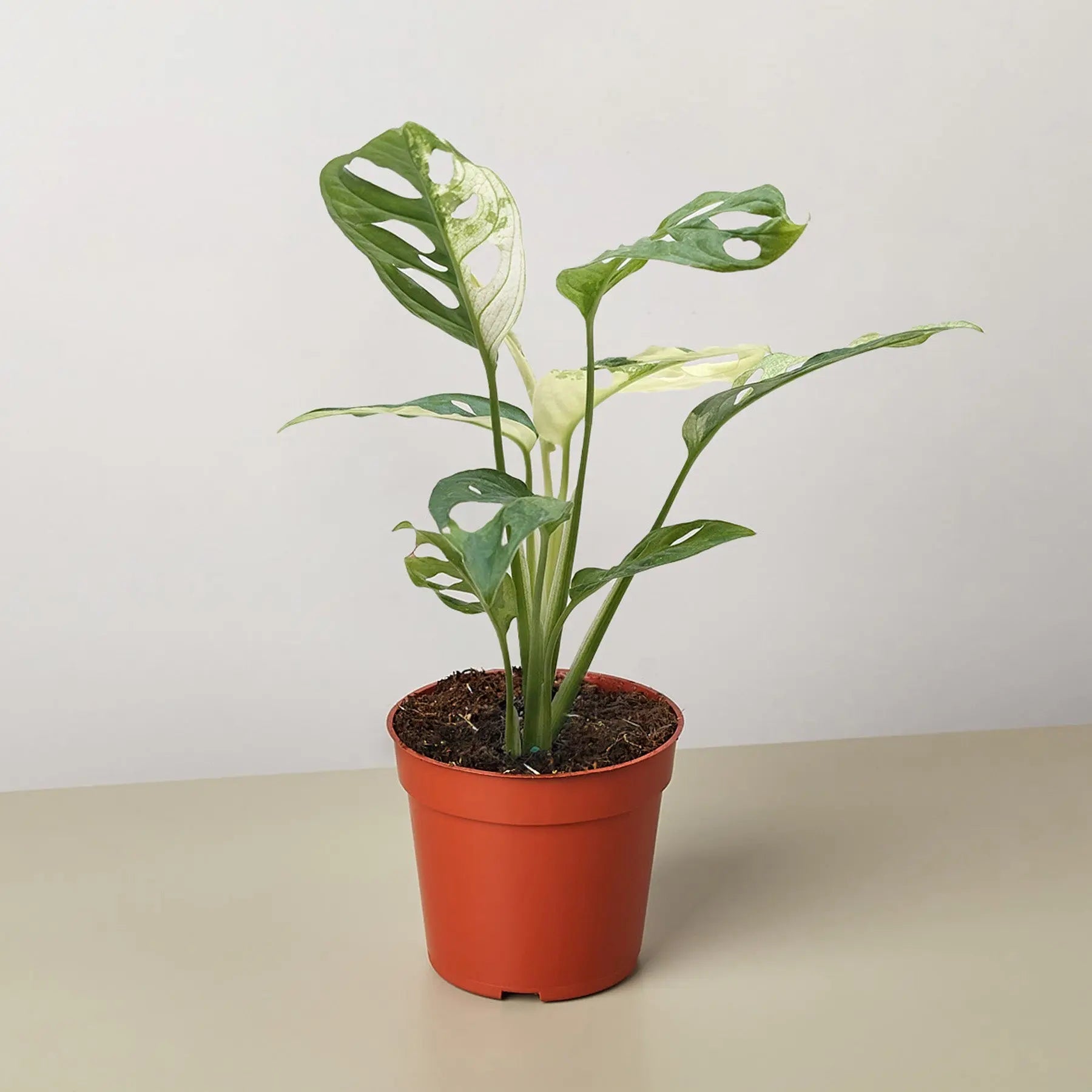 Monstera Adansonii 'Swiss Cheese Variegated'