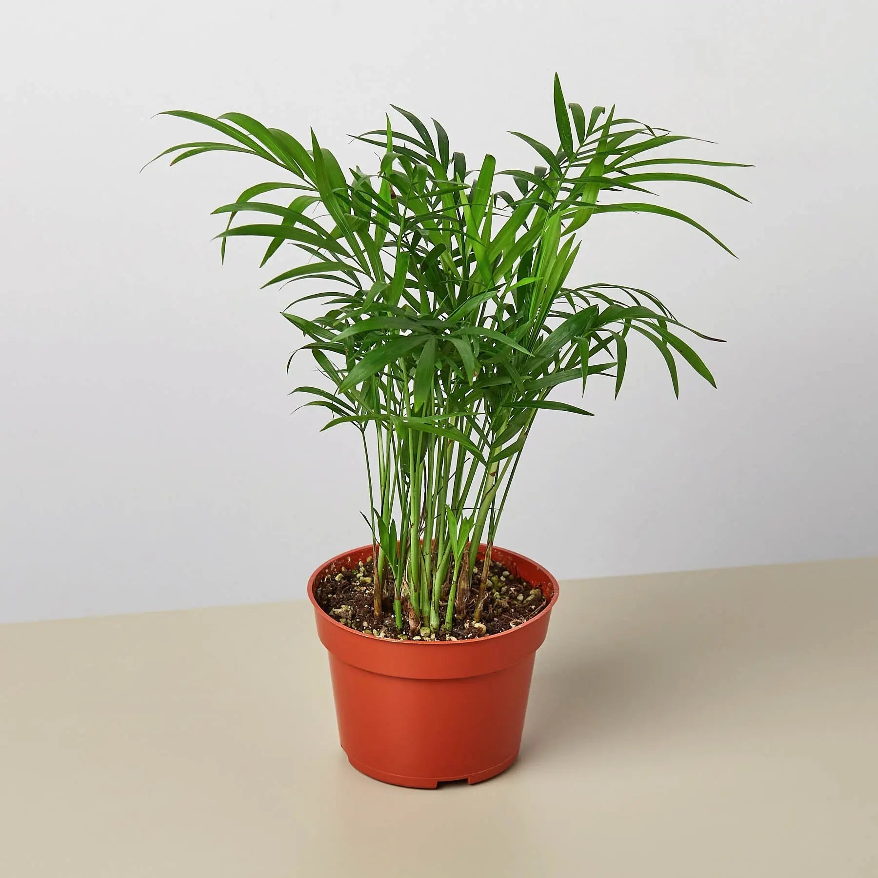 Parlor Palm