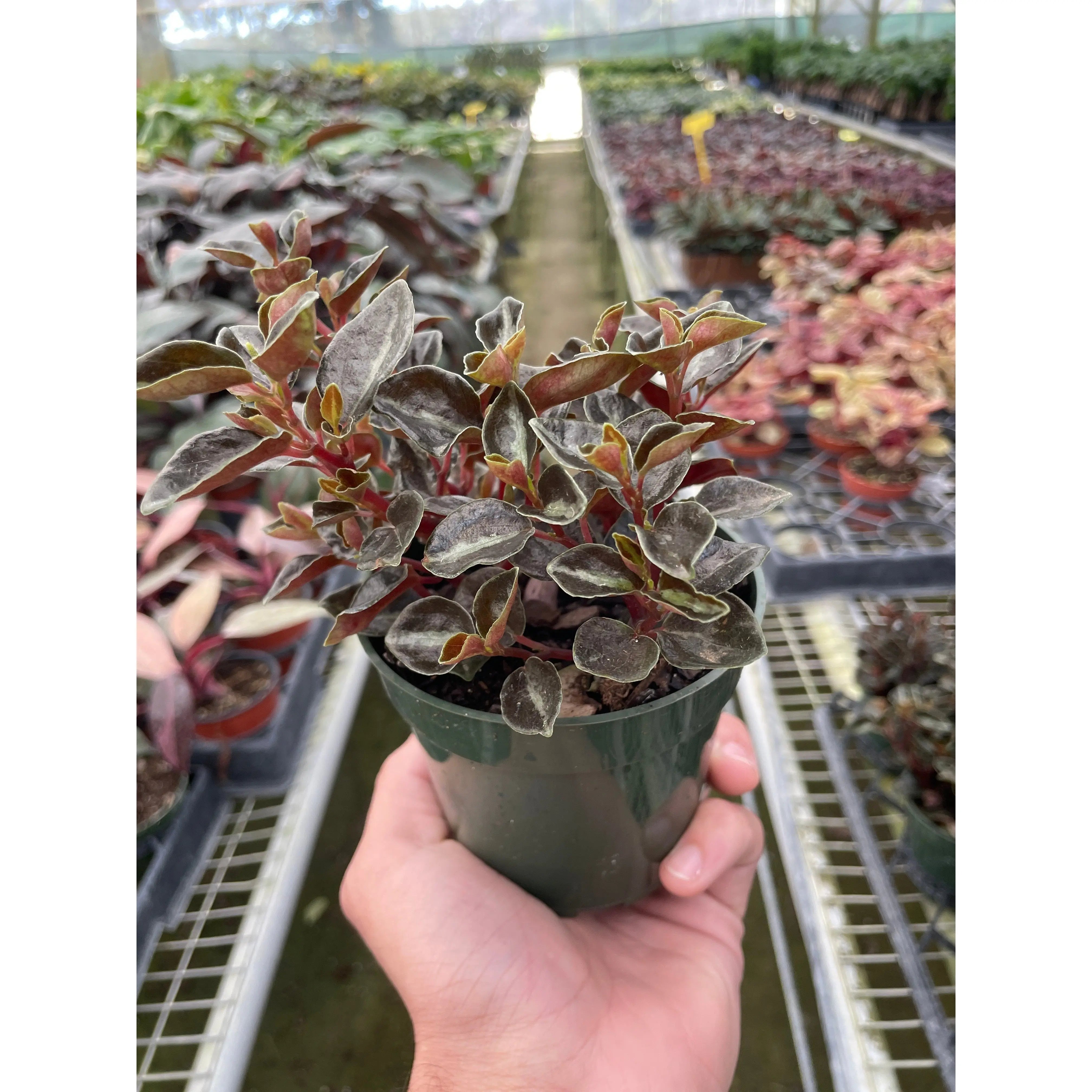 Peperomia 'Metallica'