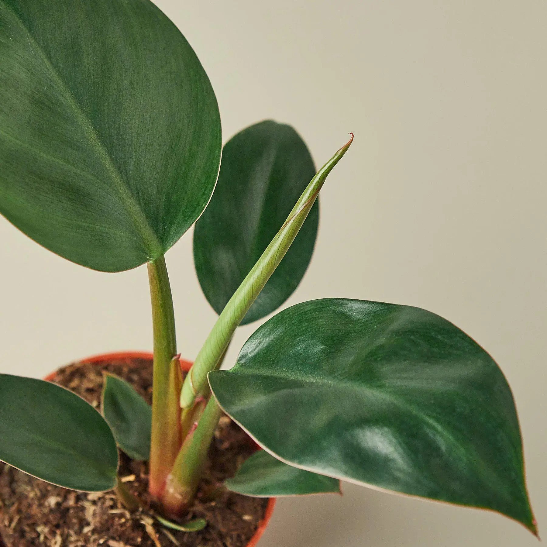 Philodendron 'Congo Rojo'