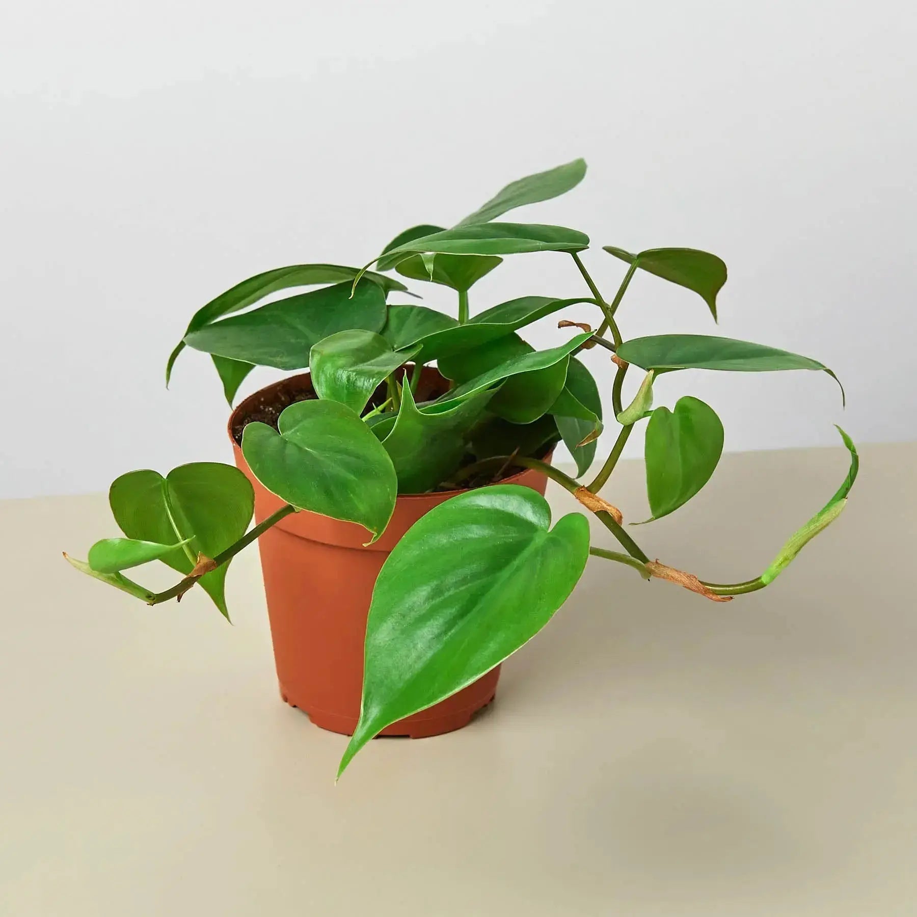 Philodendron Cordatum 'Heartleaf' - Easy-Care Trailing Houseplant