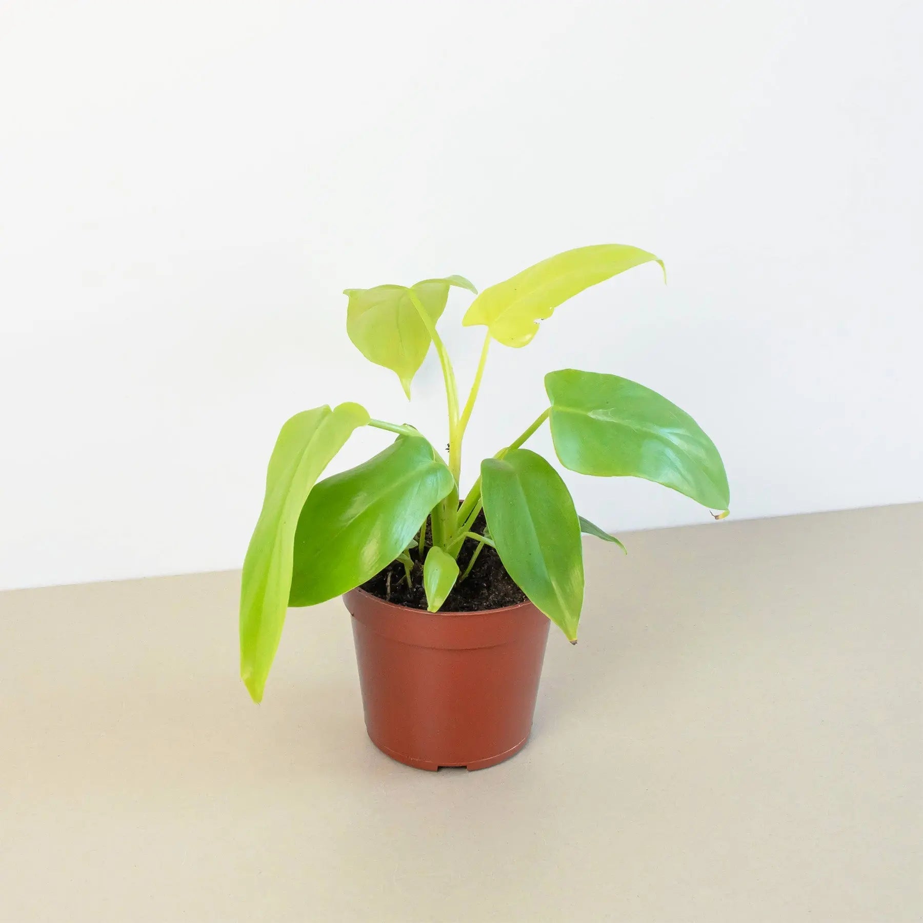 Philodendron 'Gold Violin'