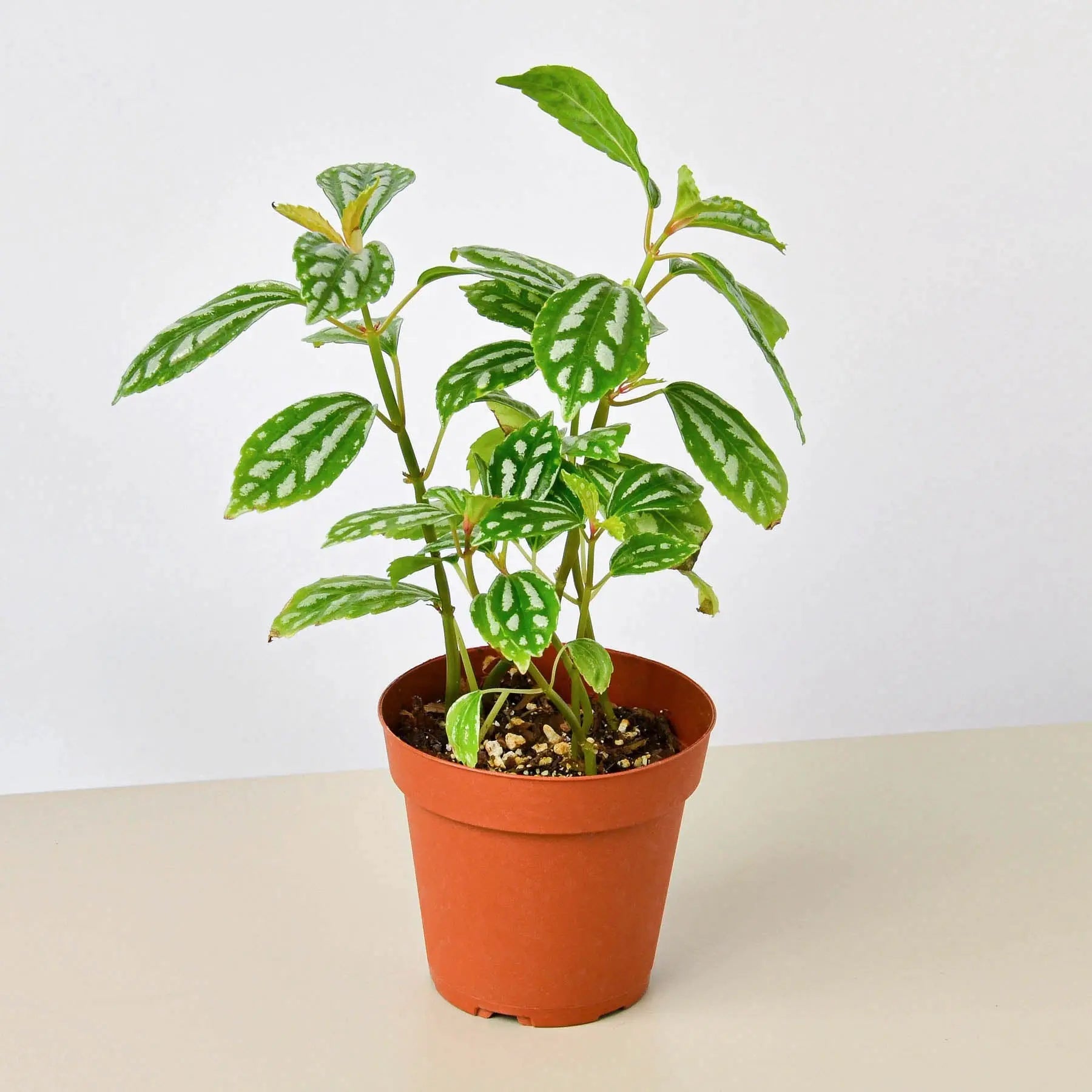 Pilea 'Aluminum'