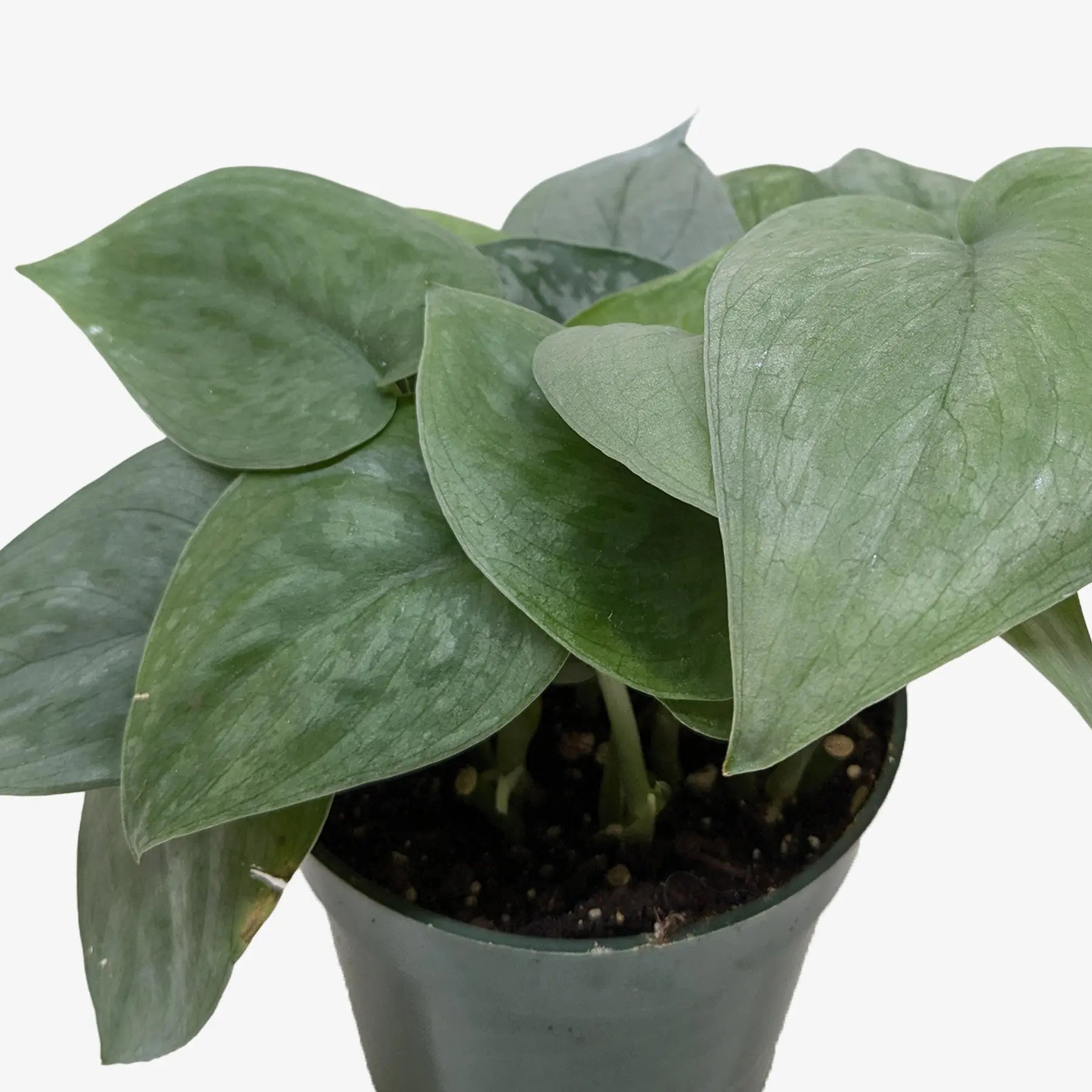 Scindapsus Platinum Java