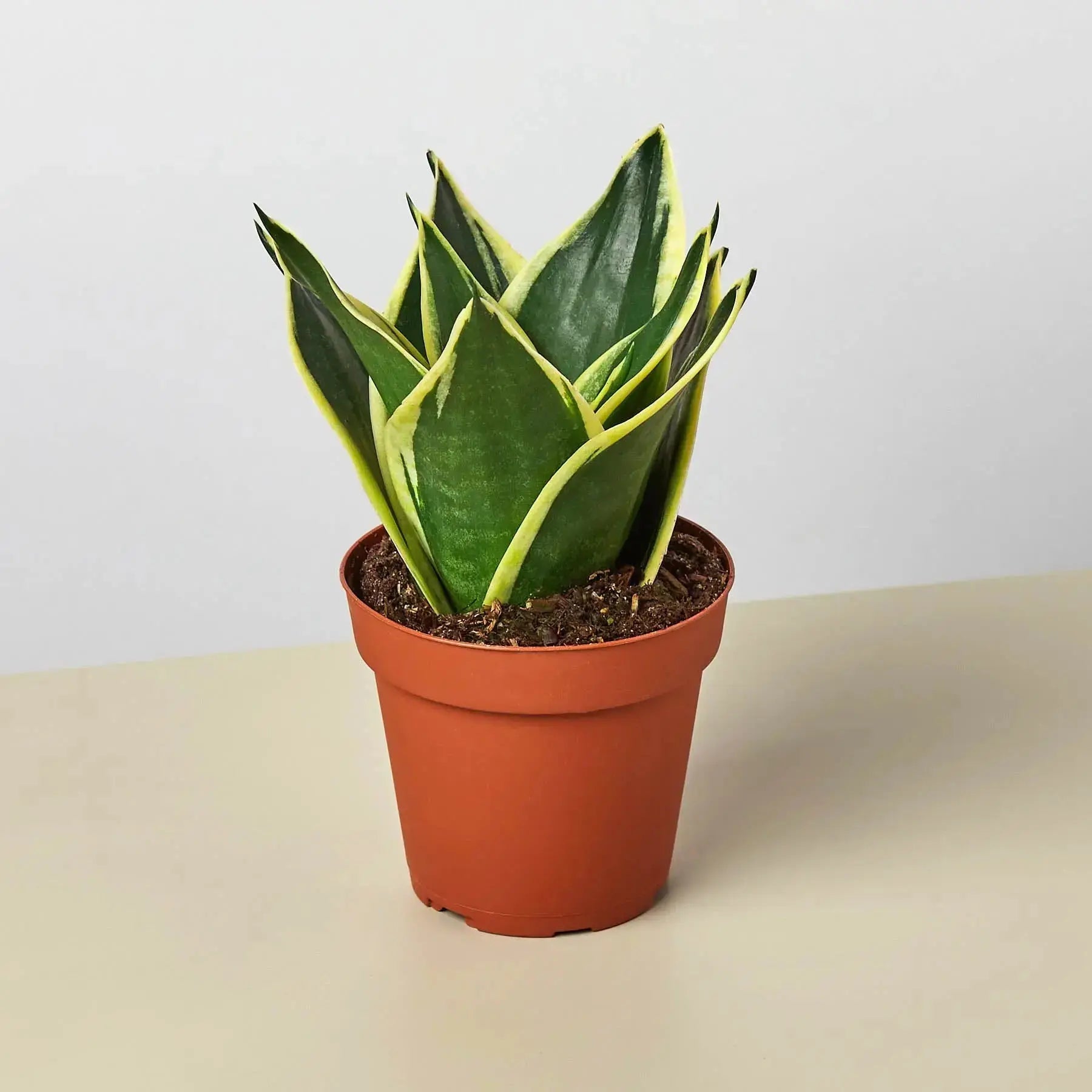 Snake Plant 'Black Gold' – Air Purifying Houseplant