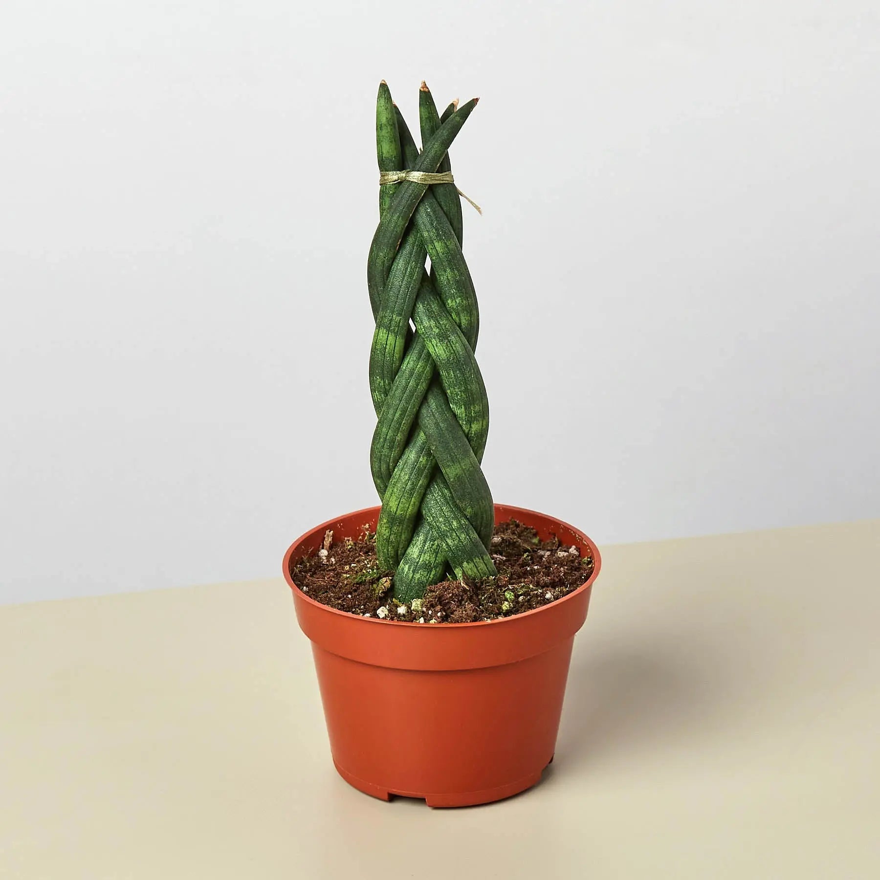 Snake Plant 'Braided'