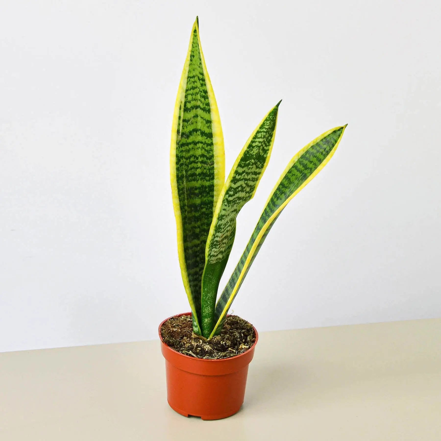 Snake Plant 'Laurentii'