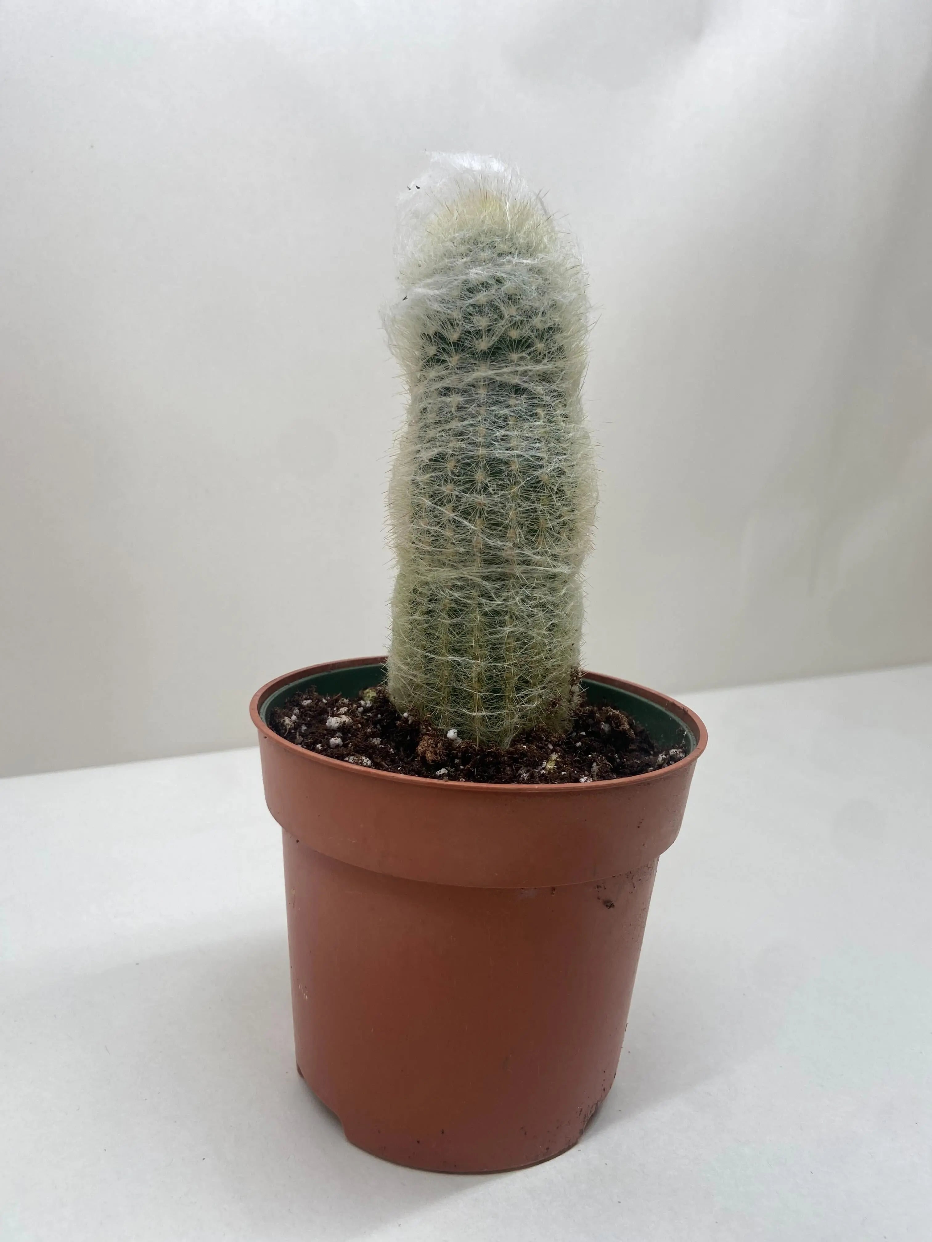 Cactus 'Old Man'