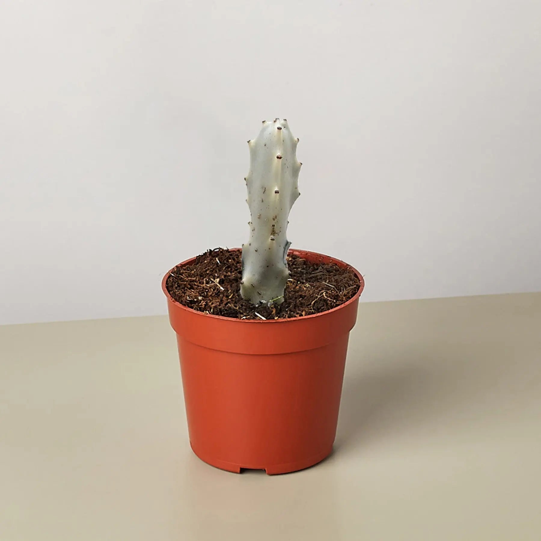 4" Succulent Euphorbia 'Dragon Bone'