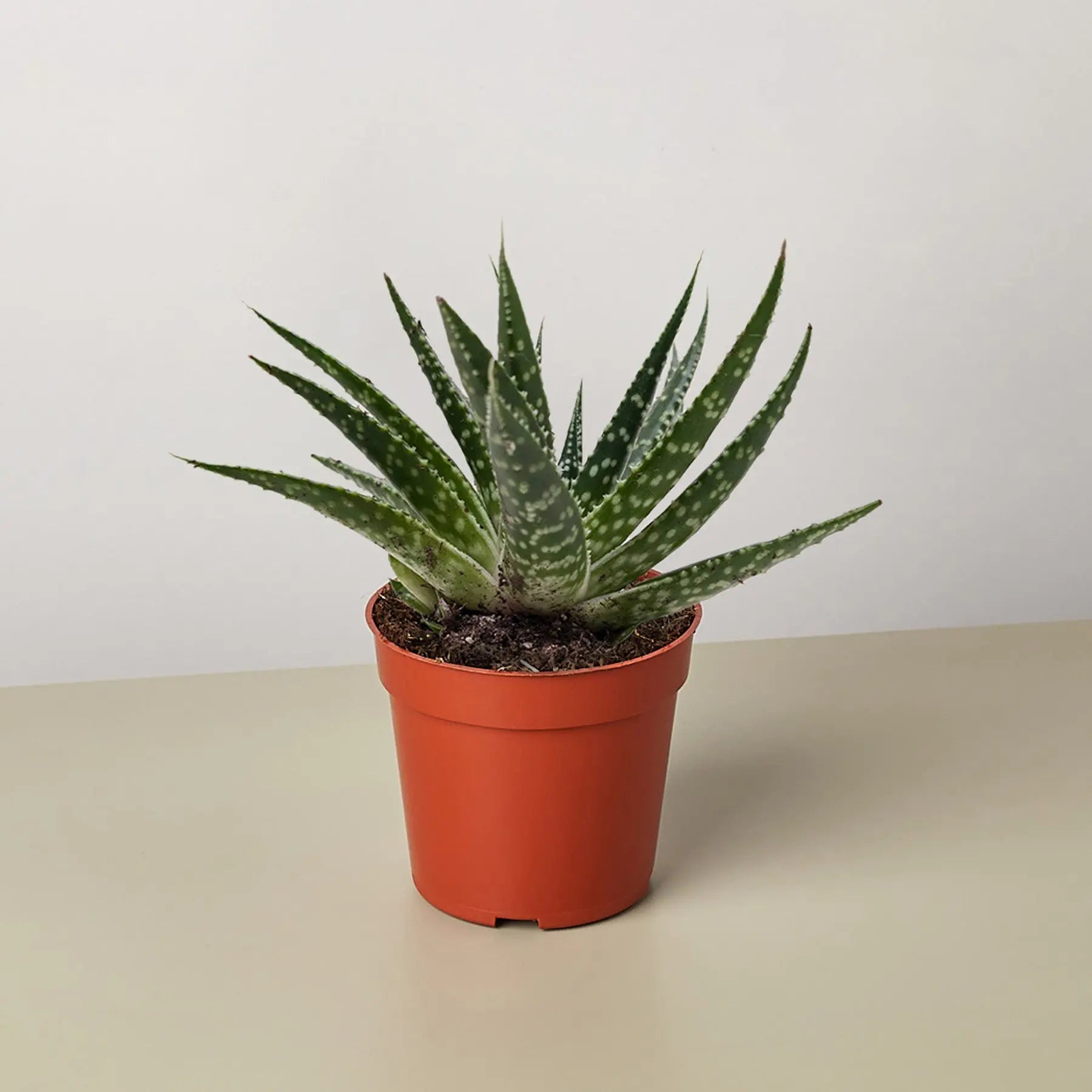 Succulent Gasteria Zimflora