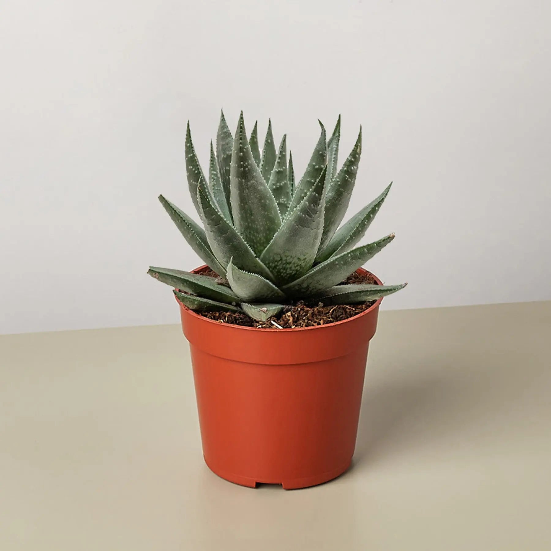 Succulent Haworthia Savanna