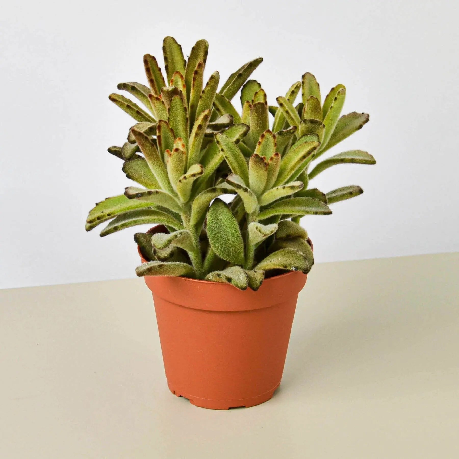 Kalanchoe Tomentosa 'Chocolate Soldier' Succulent - 4