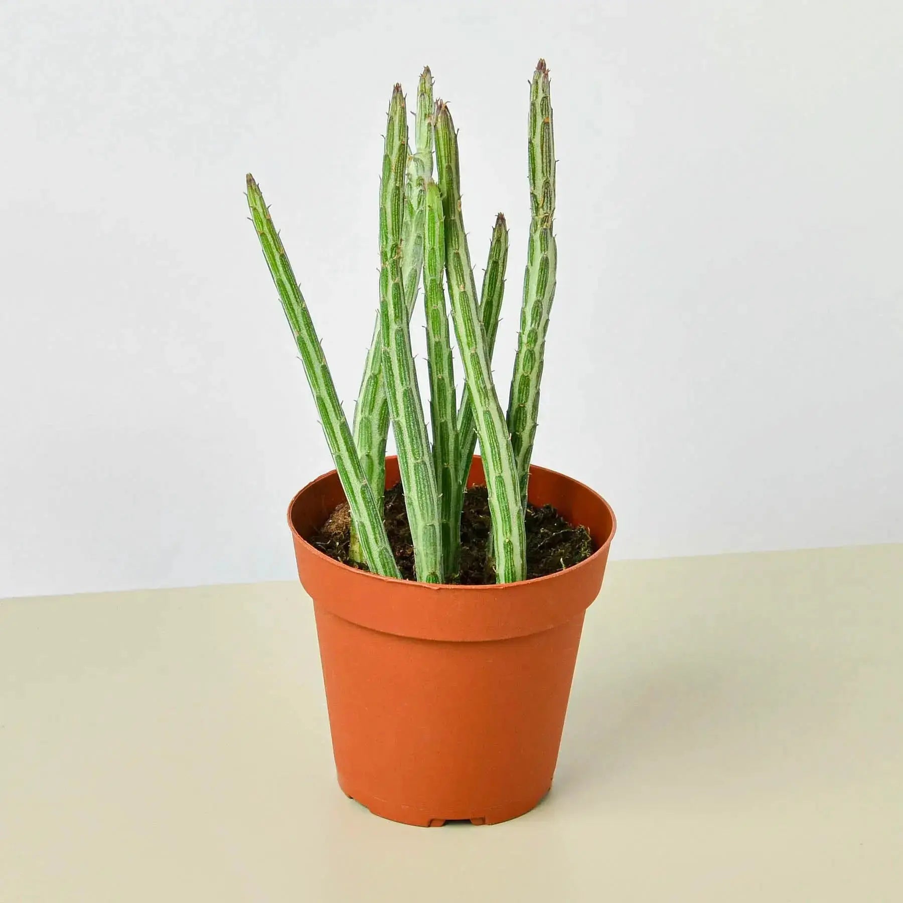 Pickle Plant (Senecio Stapeliiformis) – Live Succulent