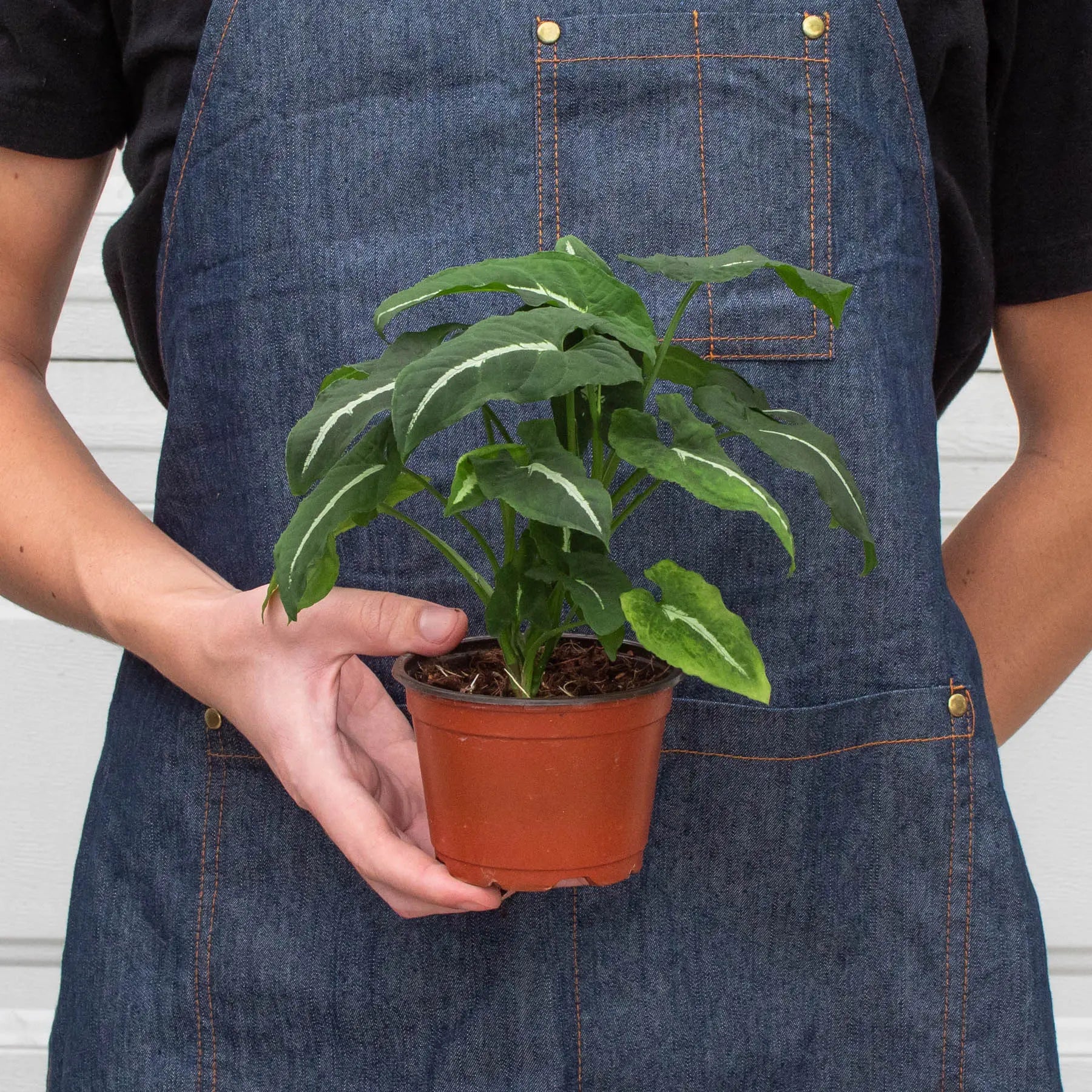 Syngonium wendlandii 'Black Velvet'