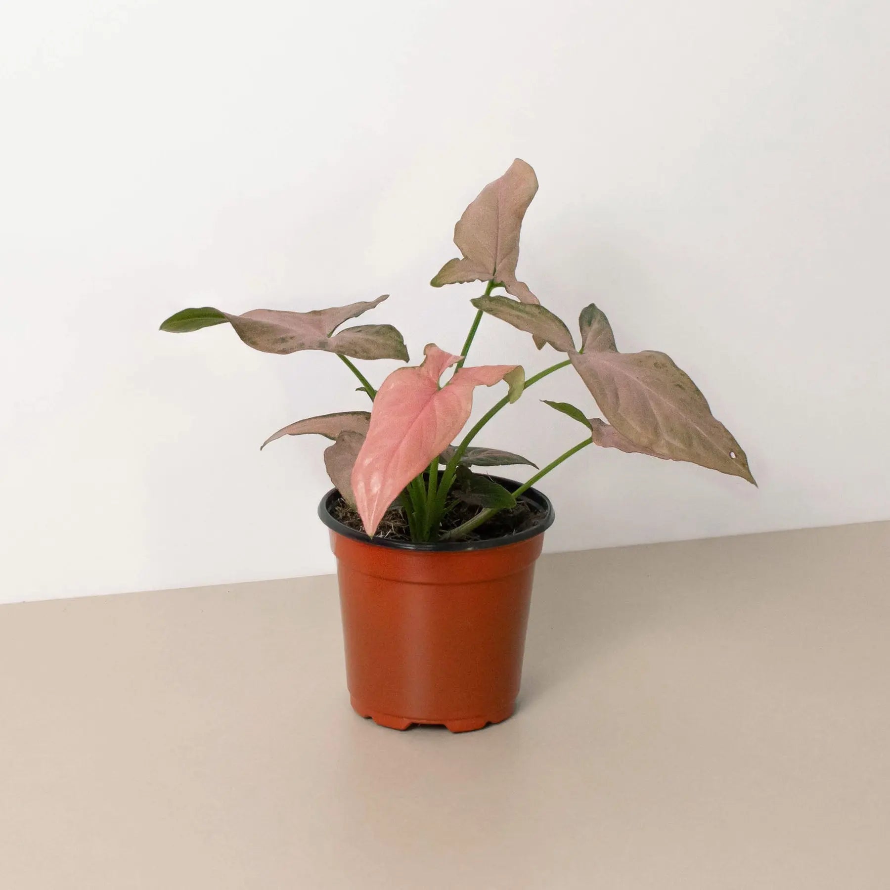 Syngonium 'Pink Splash' - 4