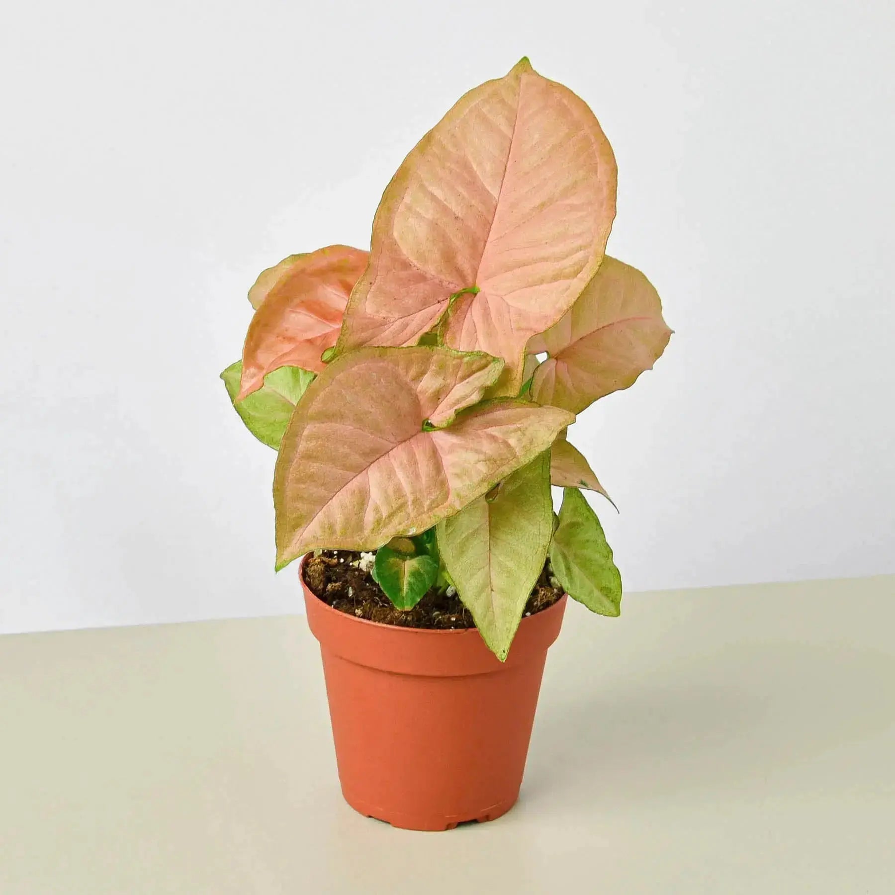 Syngonium 'Strawberry' – Pink Arrowhead Plant
