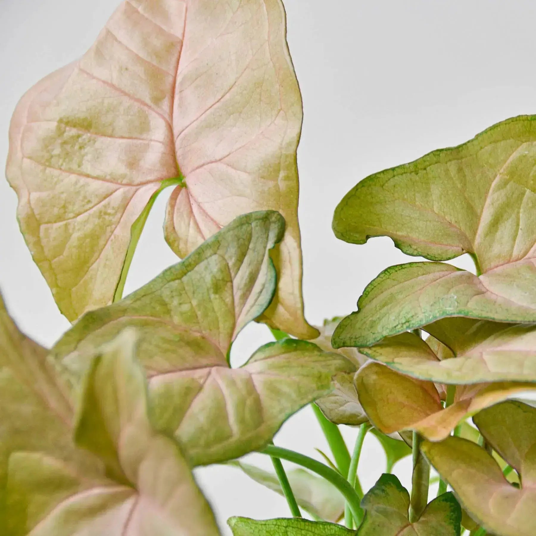 Syngonium 'Strawberry' – Pink Arrowhead Plant